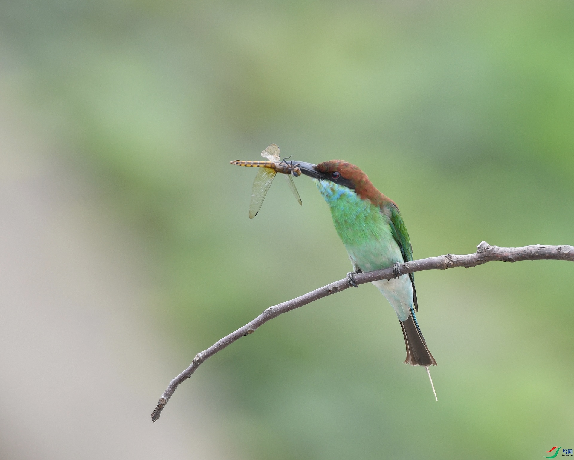 DSC_6003.jpg