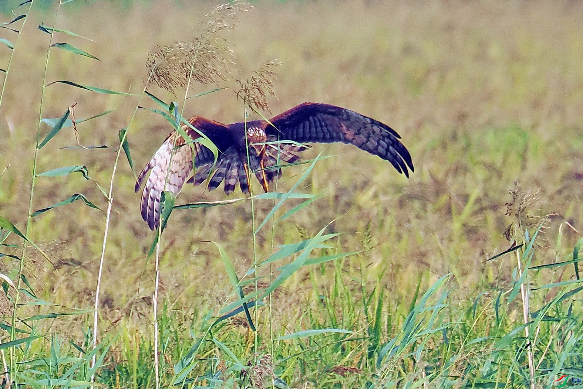 P9290555_����.jpg