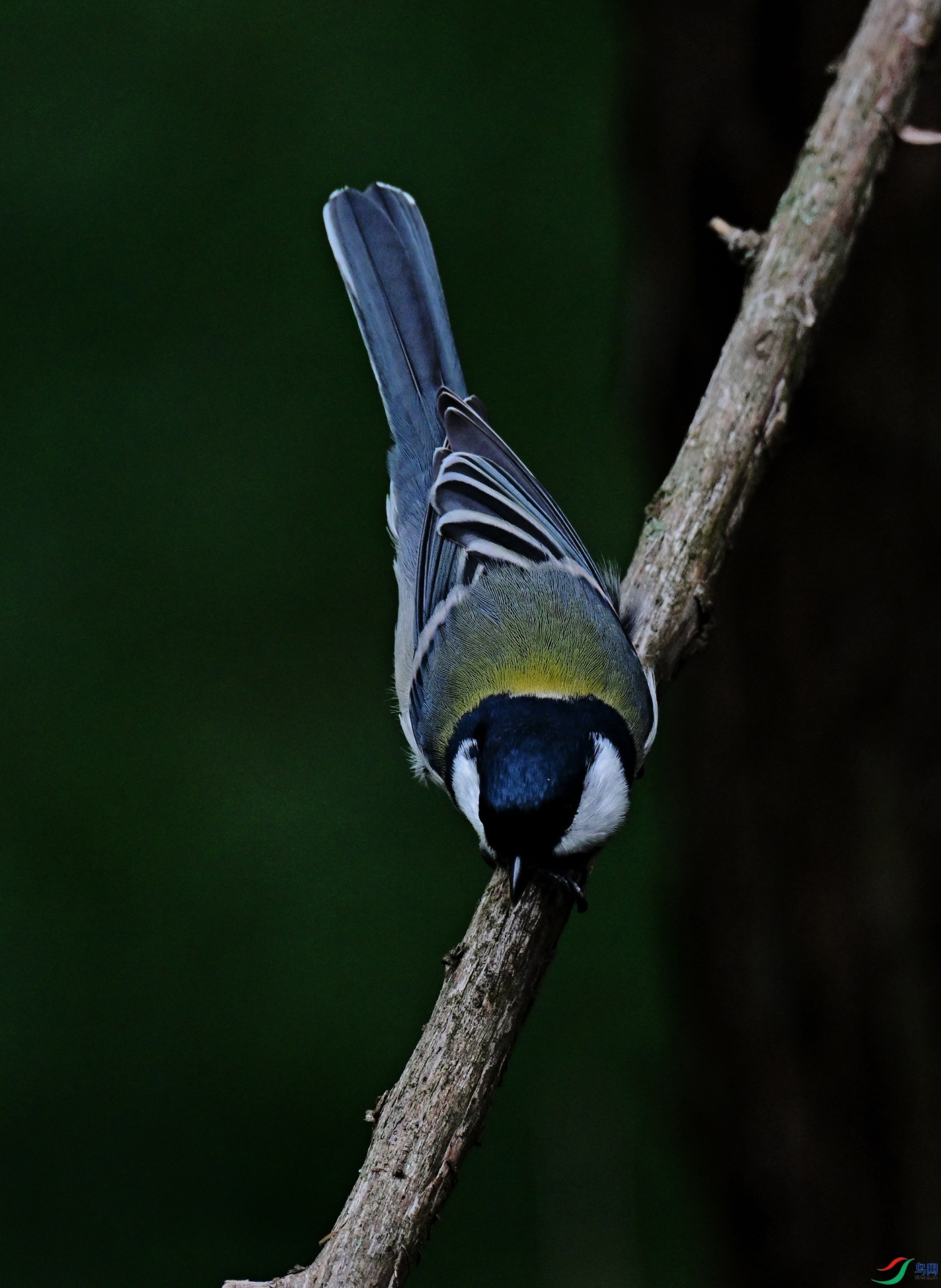 DSC_2998g.jpg