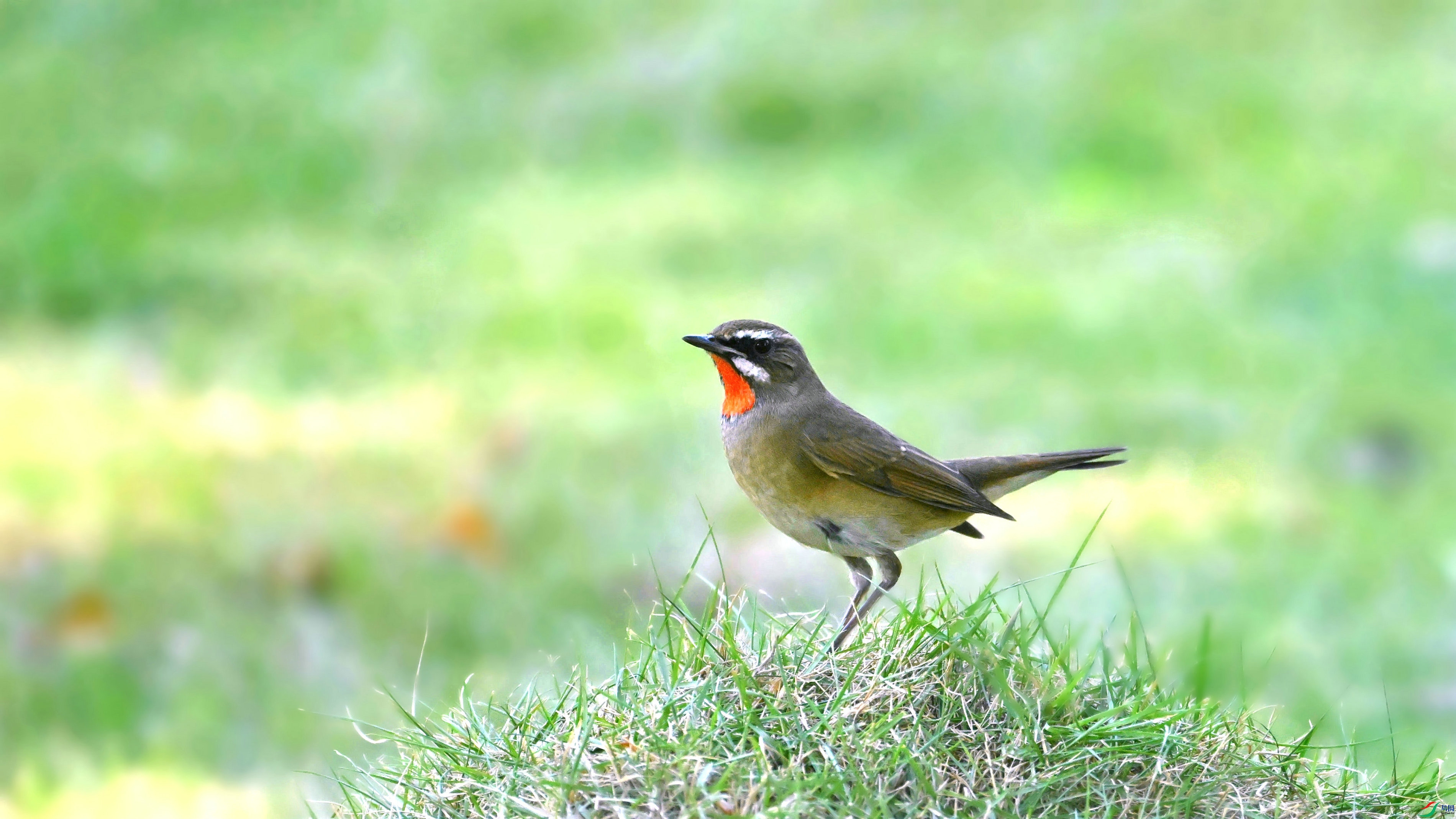 DSC_6212.JPG