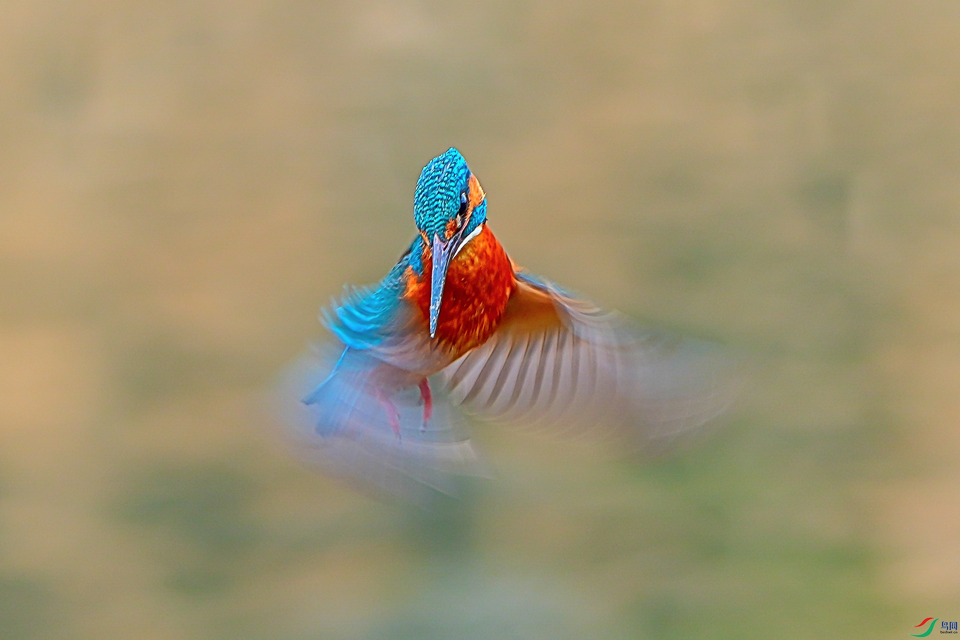 DSC08941-2.jpg