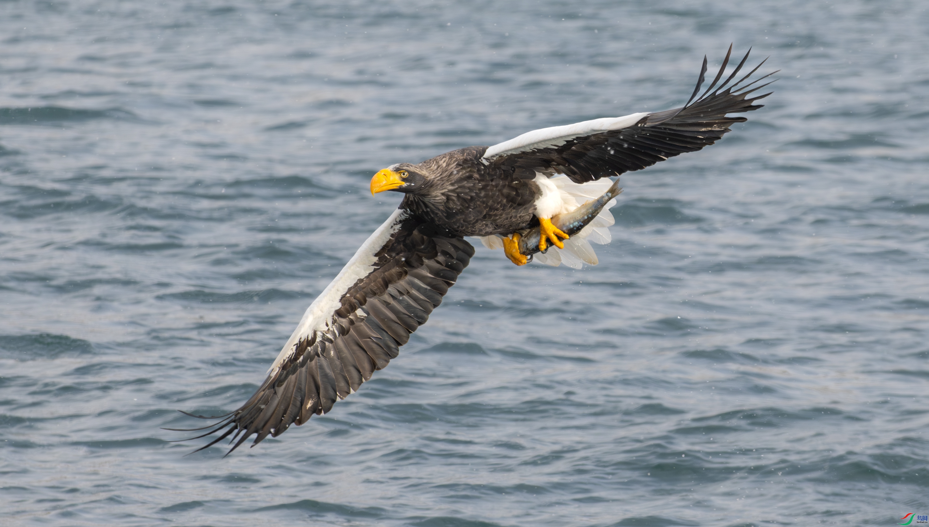 DSC_5013-����ǿ-NR-11.jpg