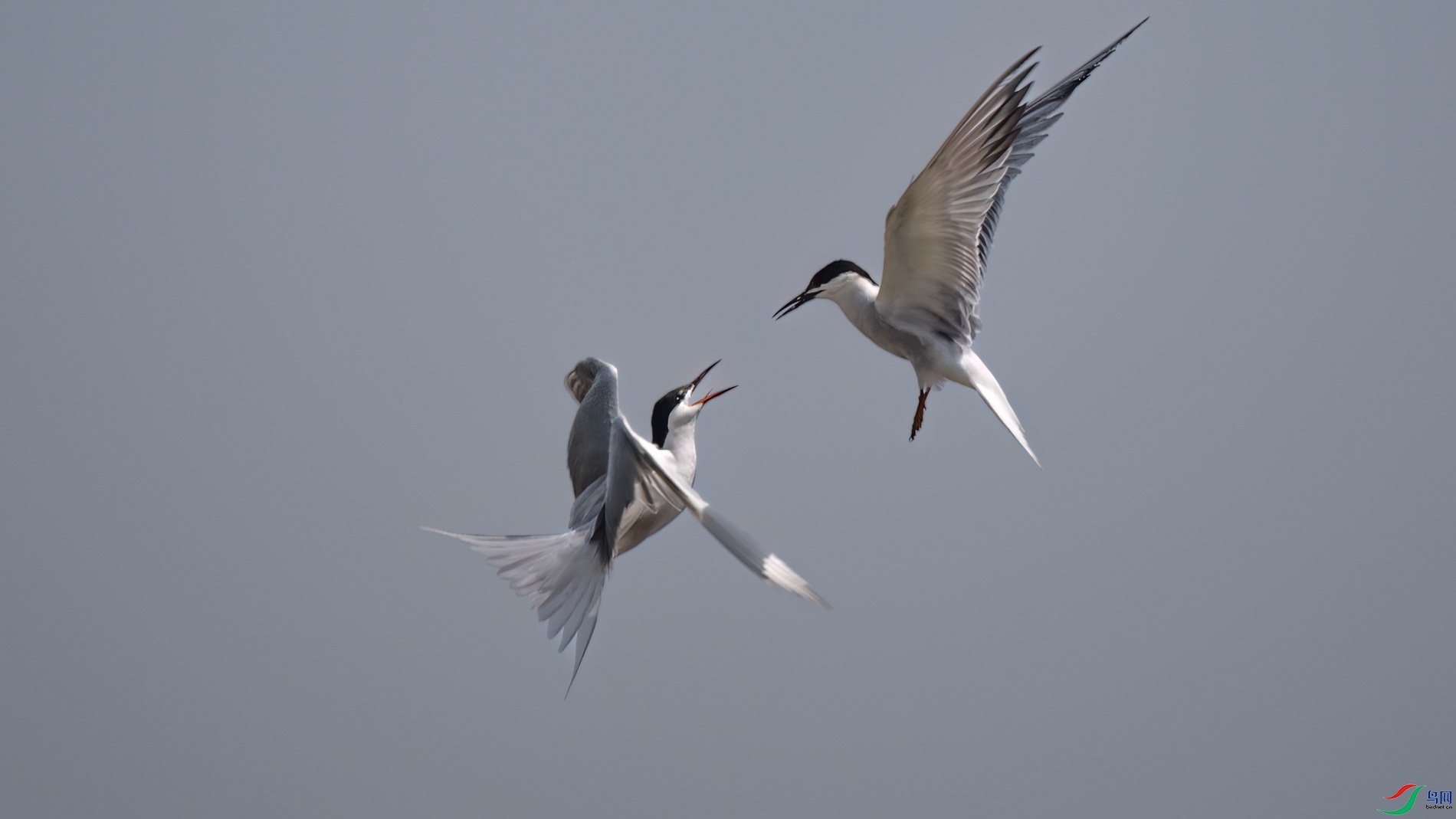 DSC_3374sen2026-5-19-25-�༭.jpg