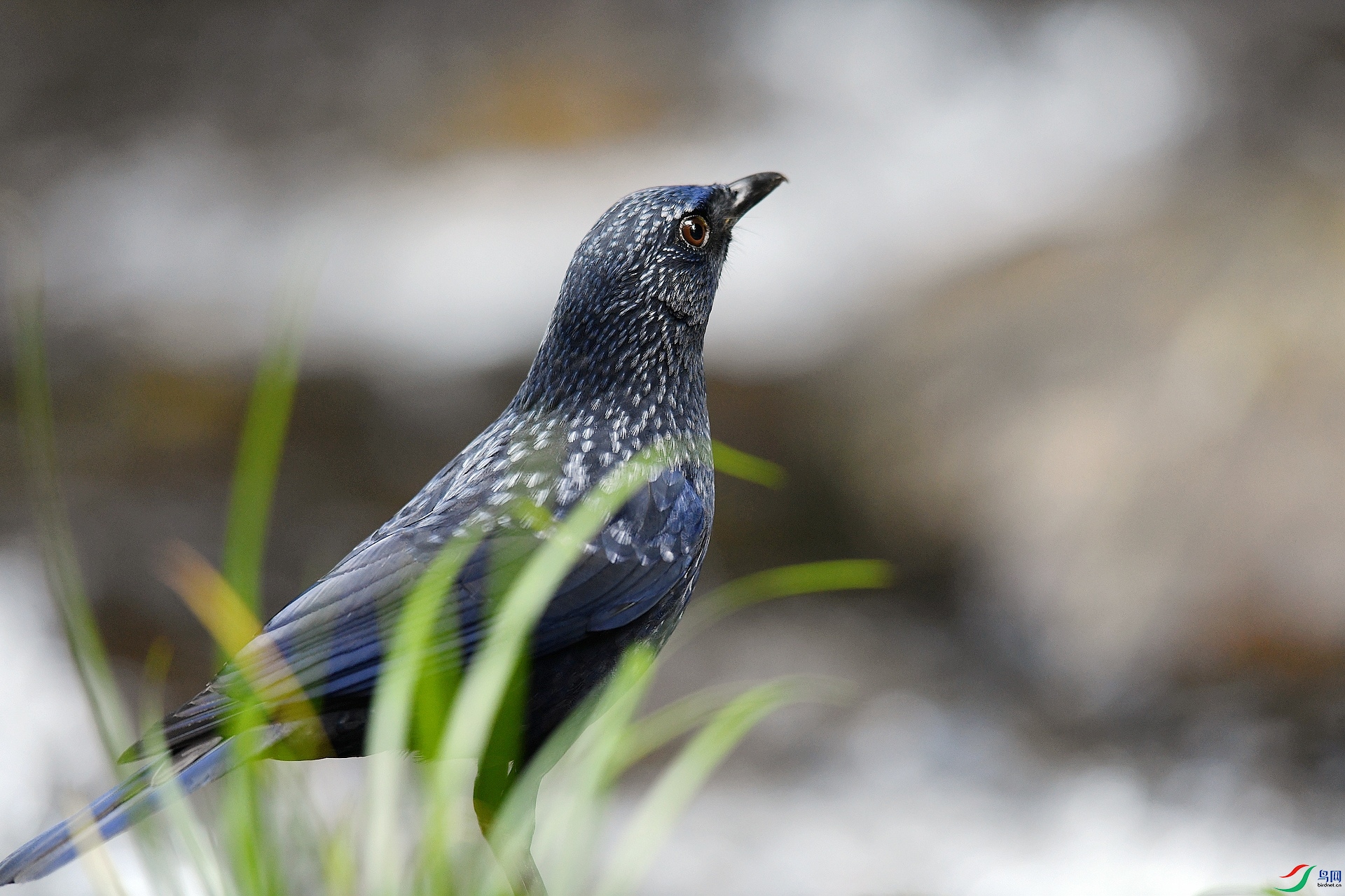 DSC_3950.jpg