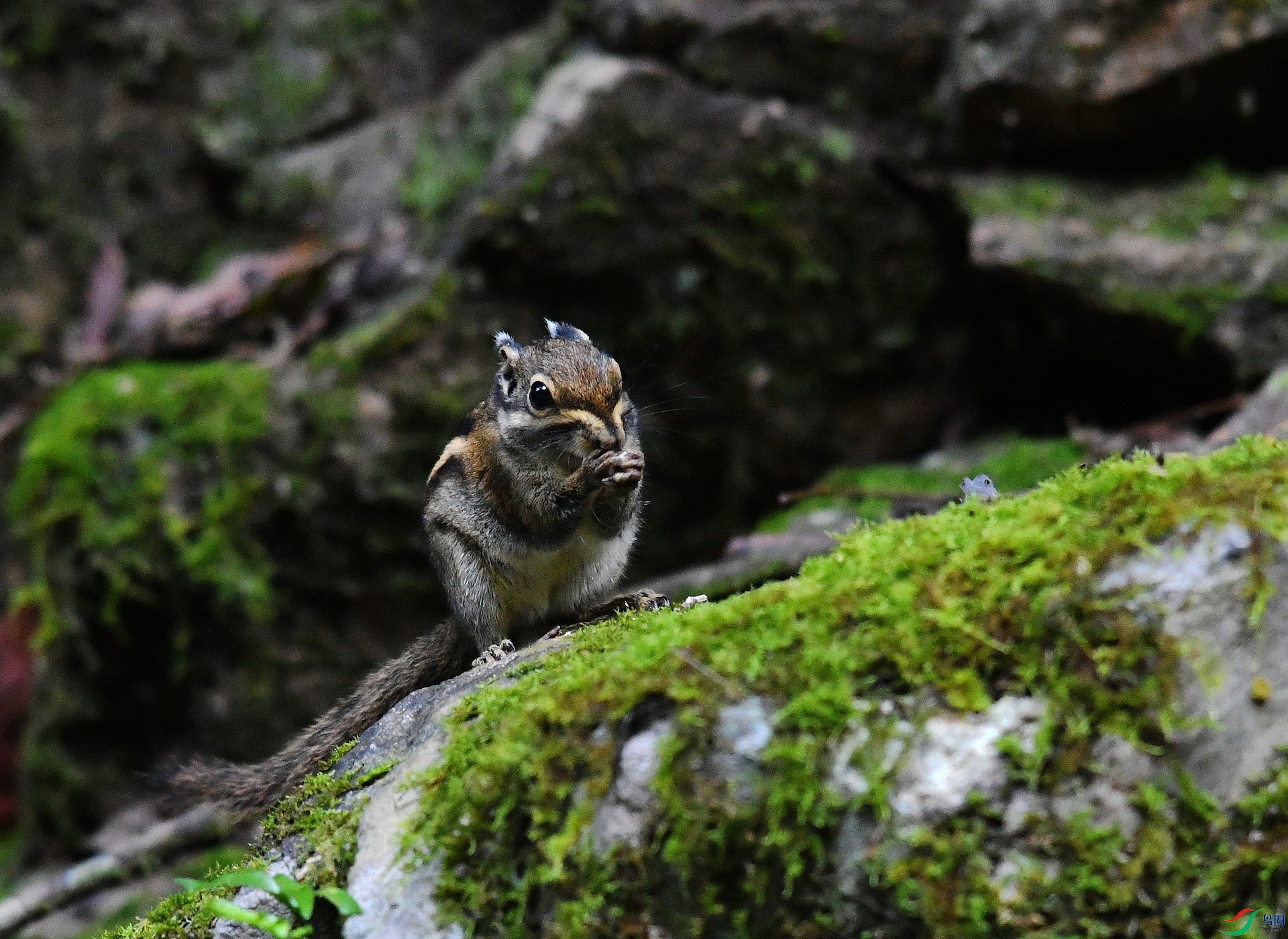 DSC_4417.jpg