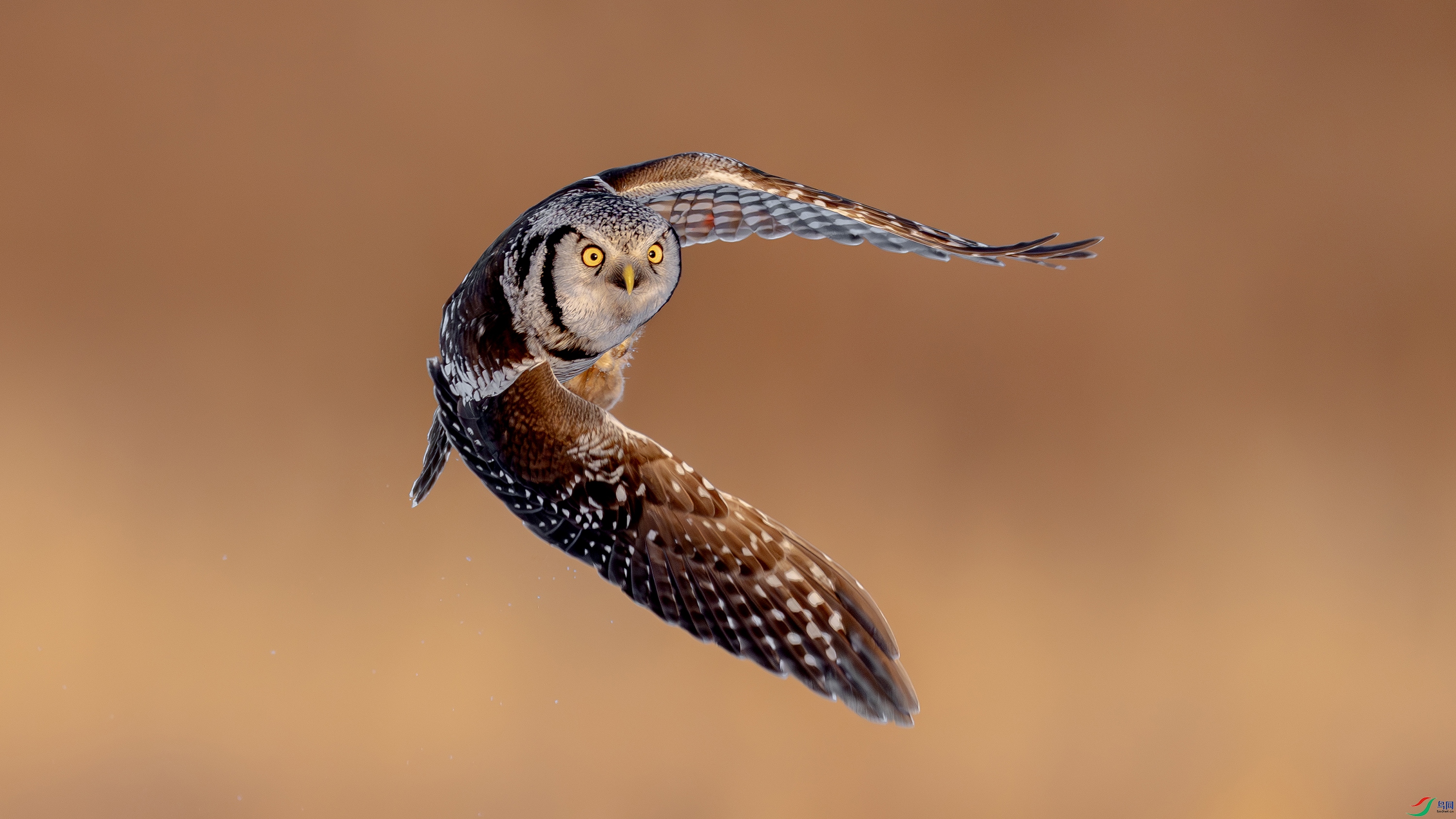 DSC06871-A.jpg
