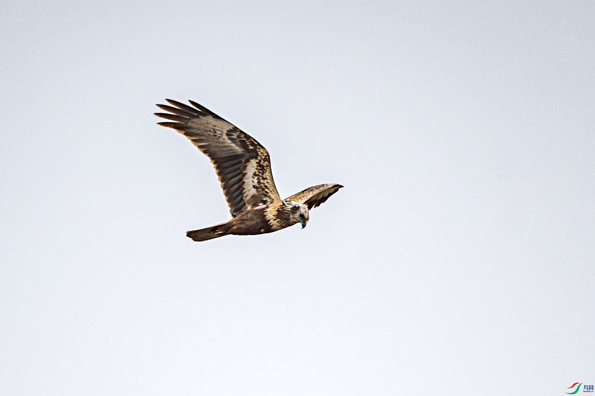 DSC_9867.jpg