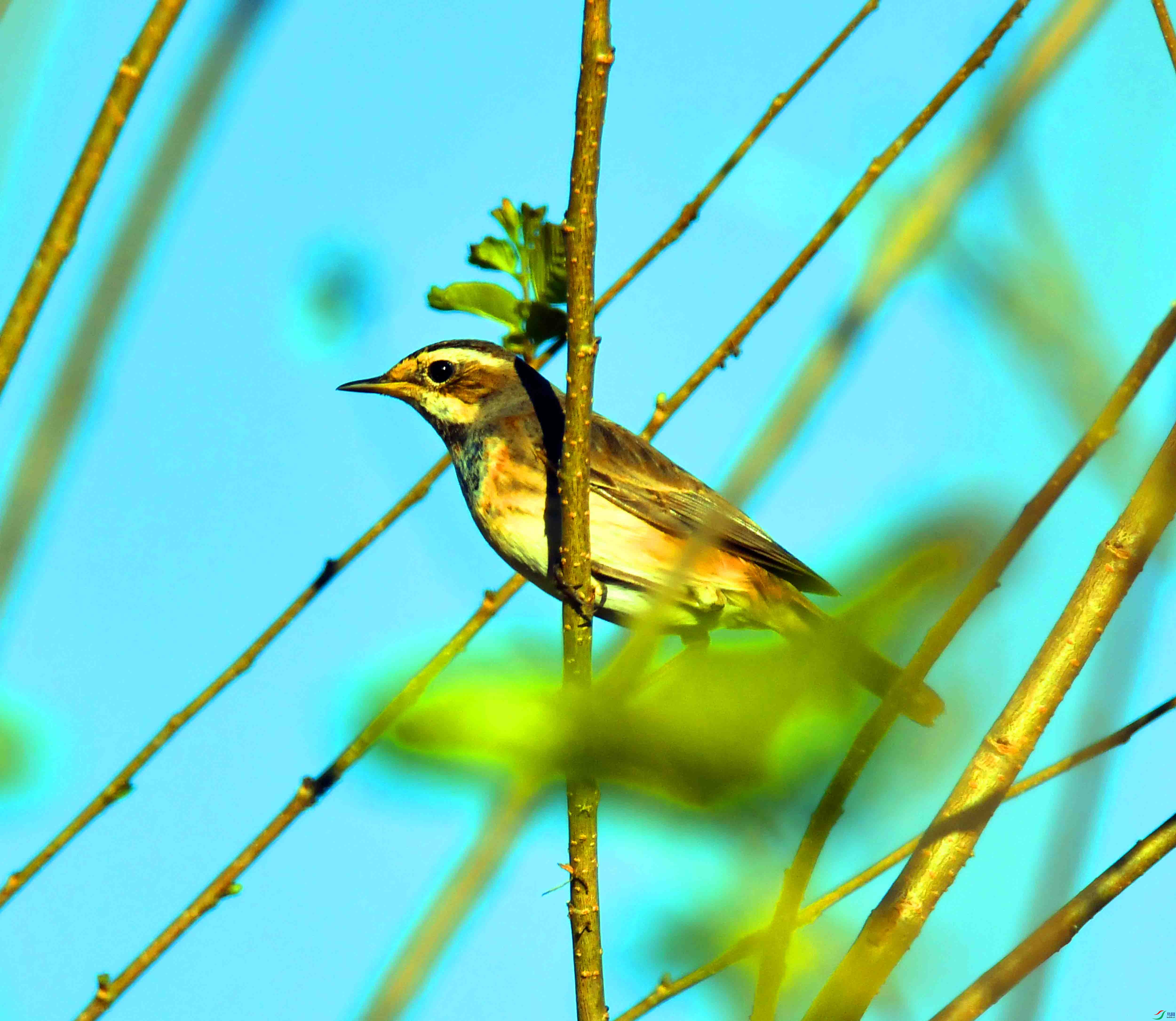 DSC_1666.JPG