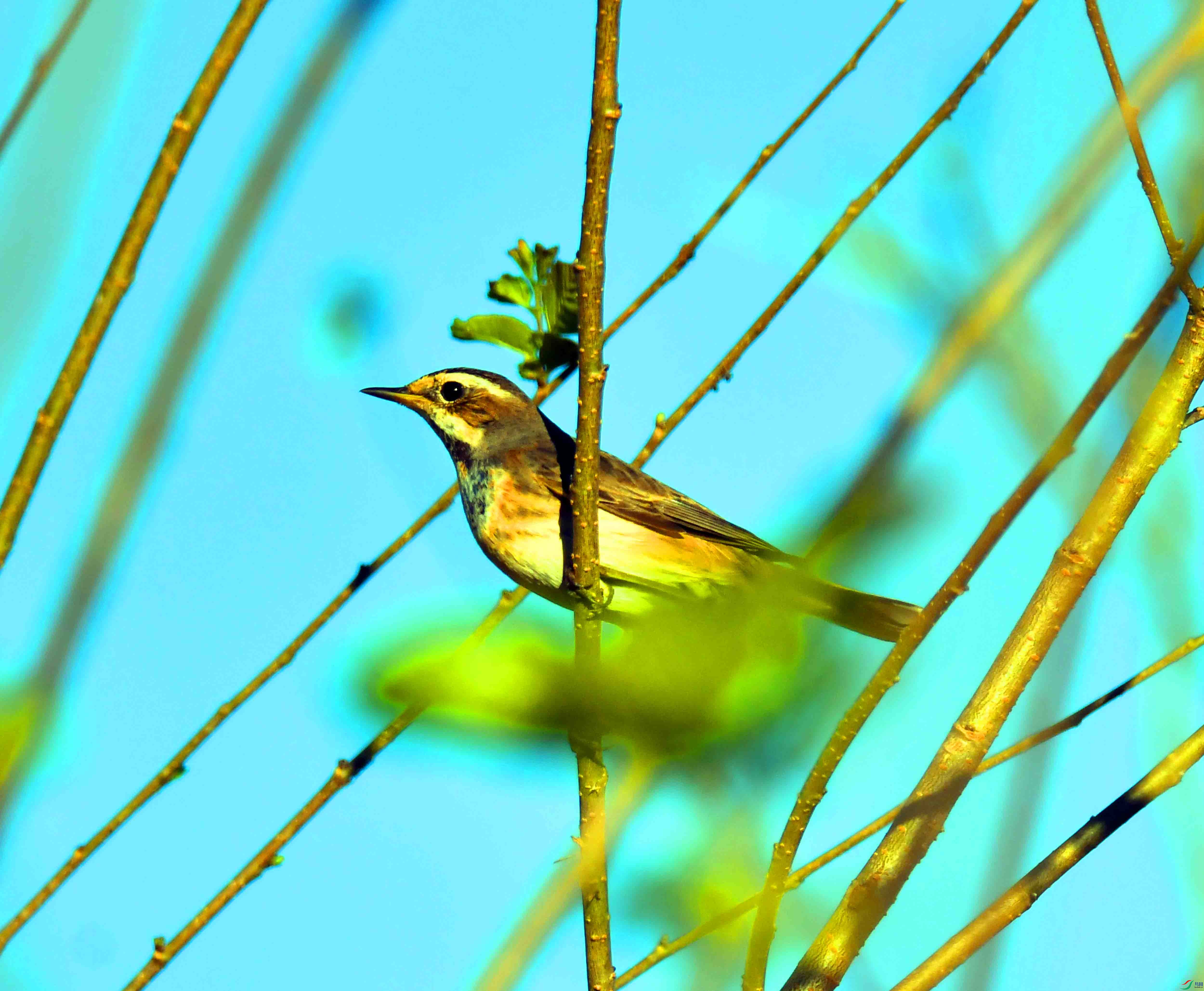 DSC_1665.JPG