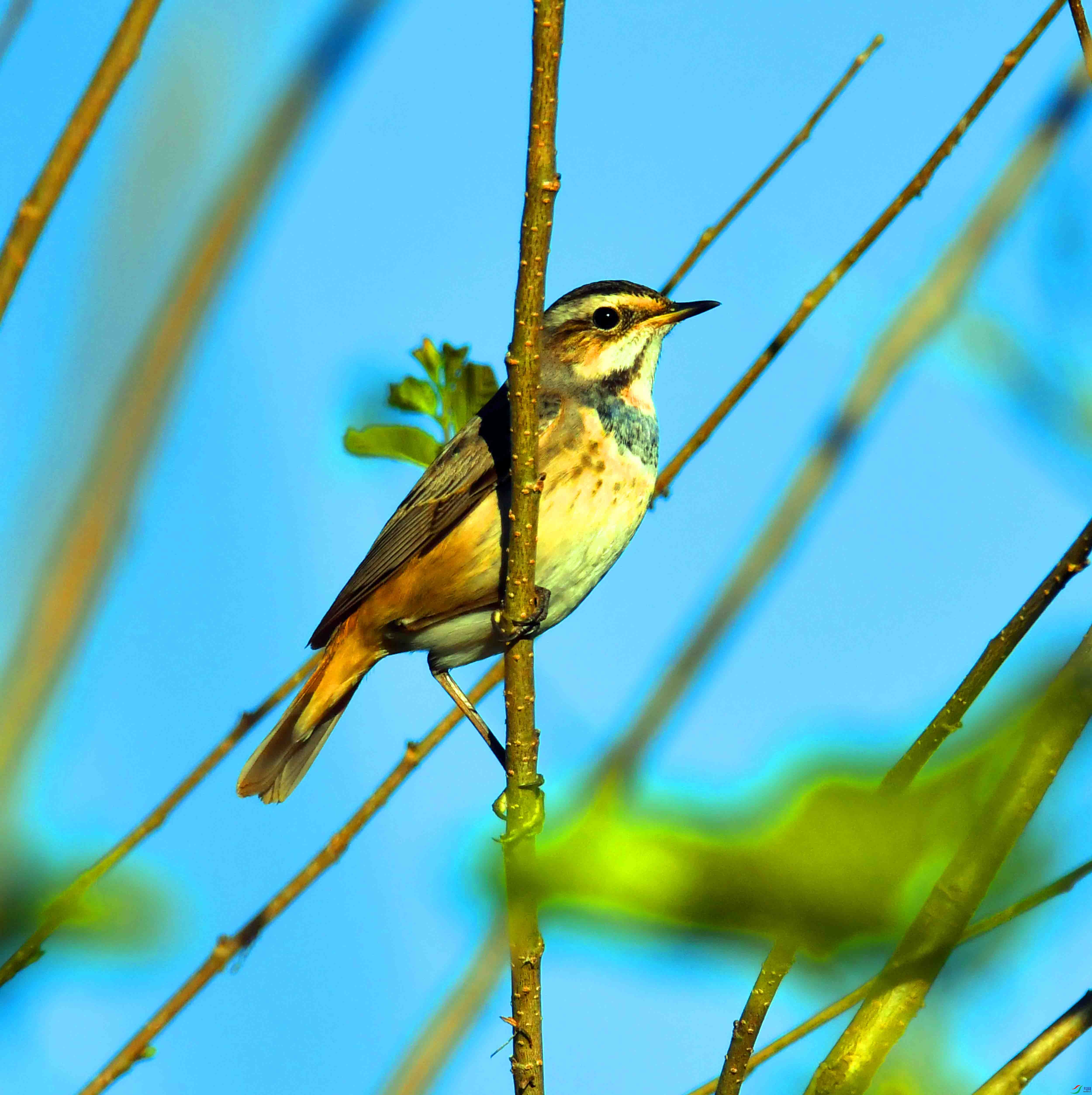 DSC_1712.JPG