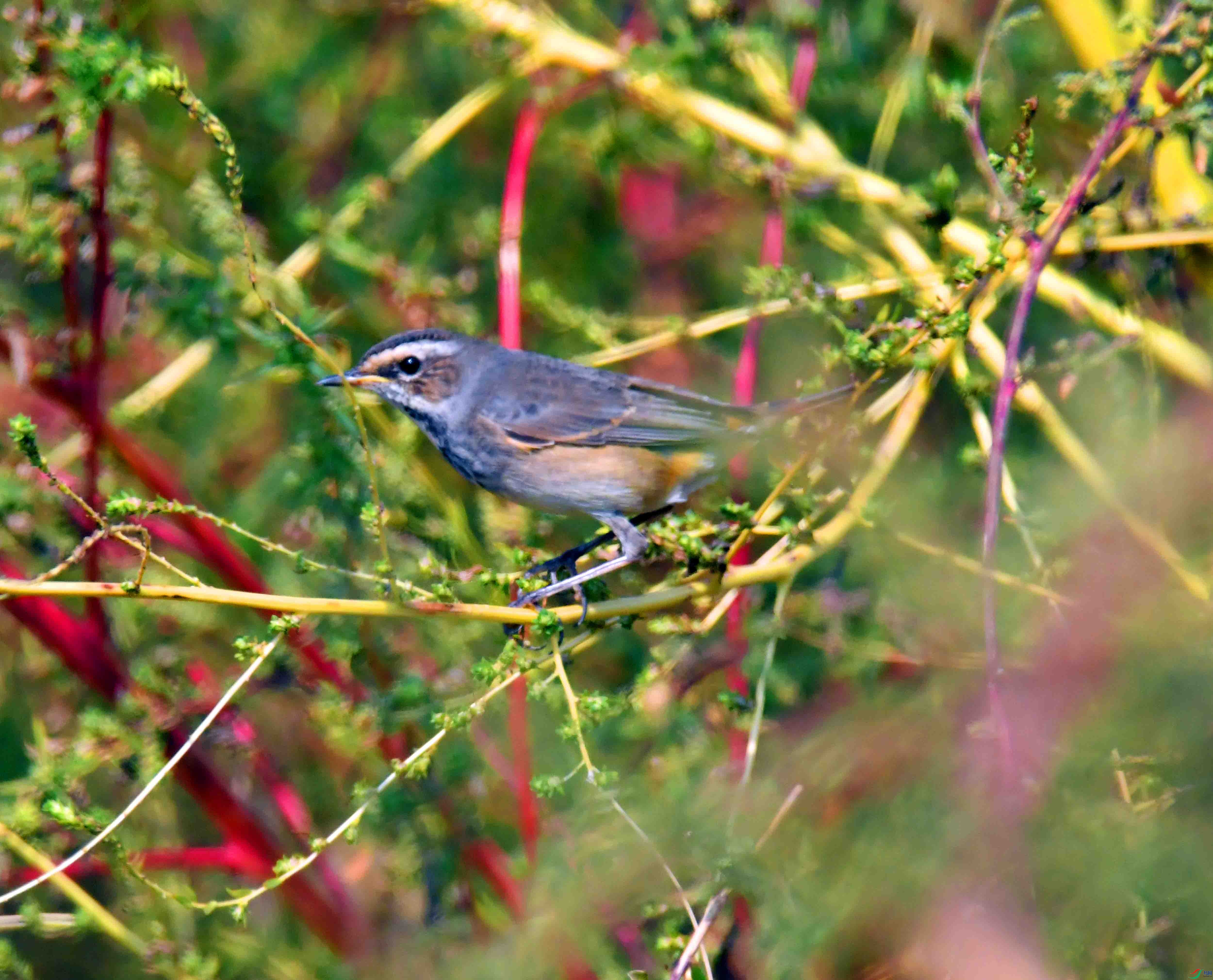 DSC_6638.JPG