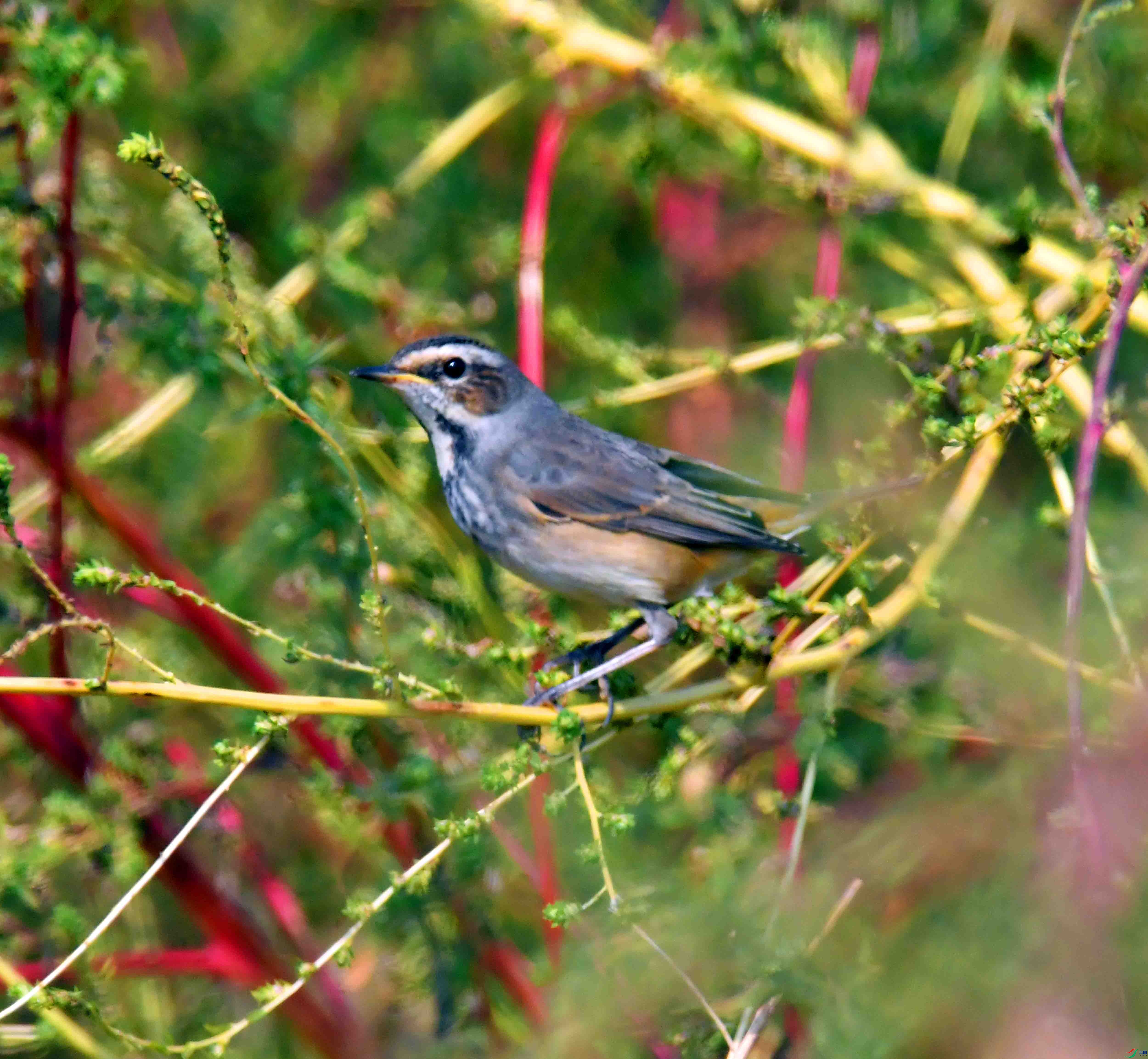 DSC_6639.JPG