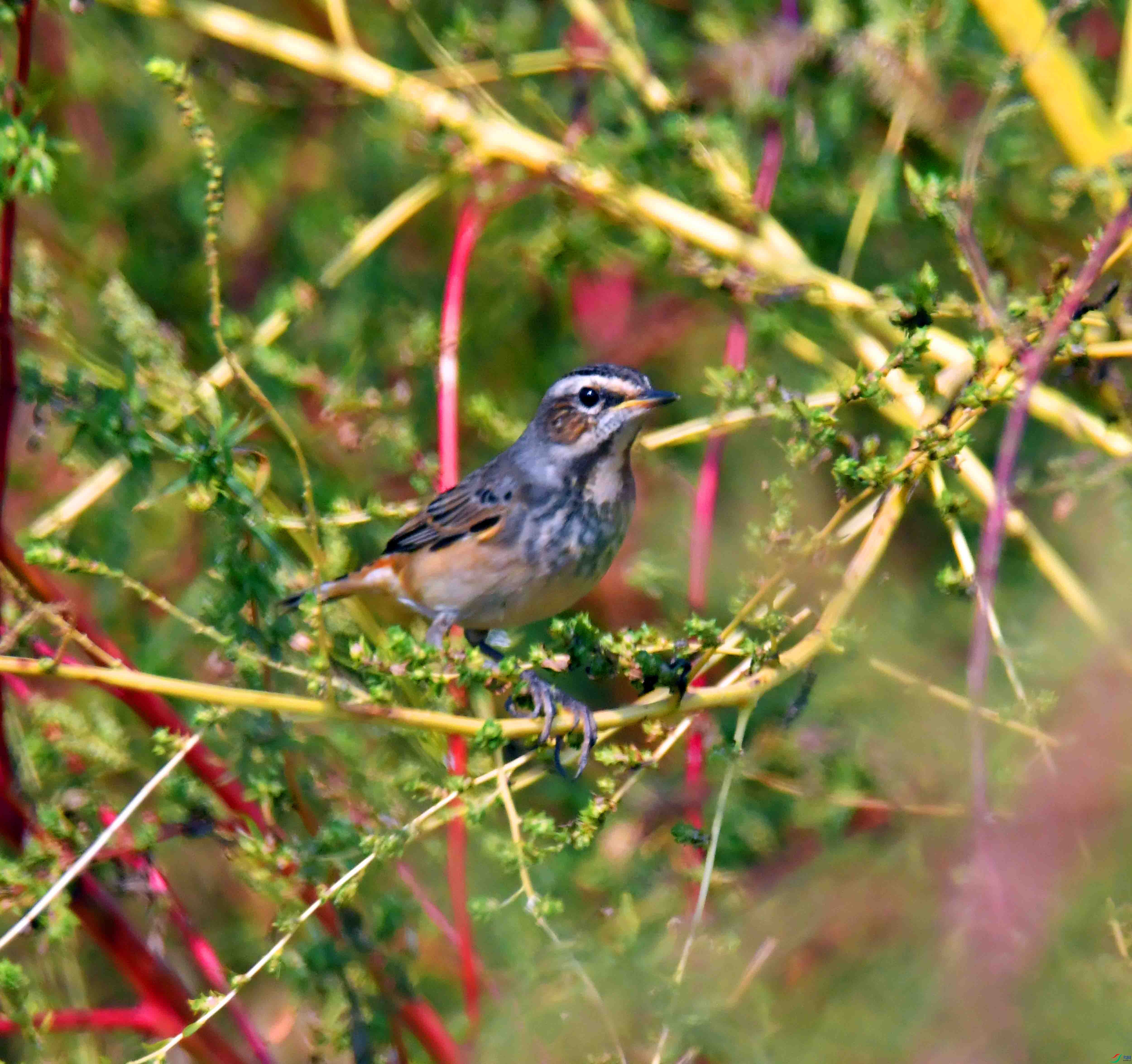DSC_6637.JPG