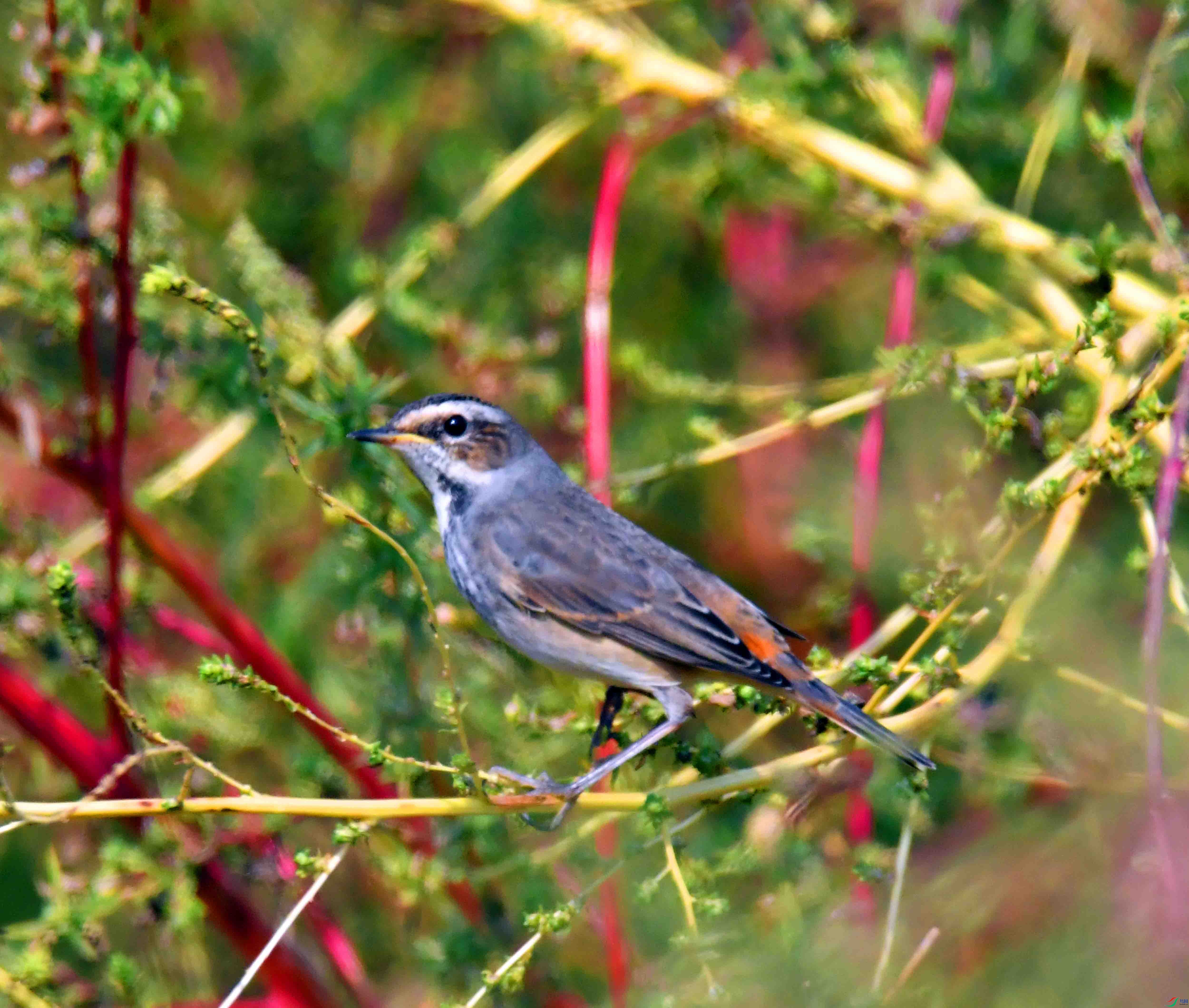 DSC_6640.JPG