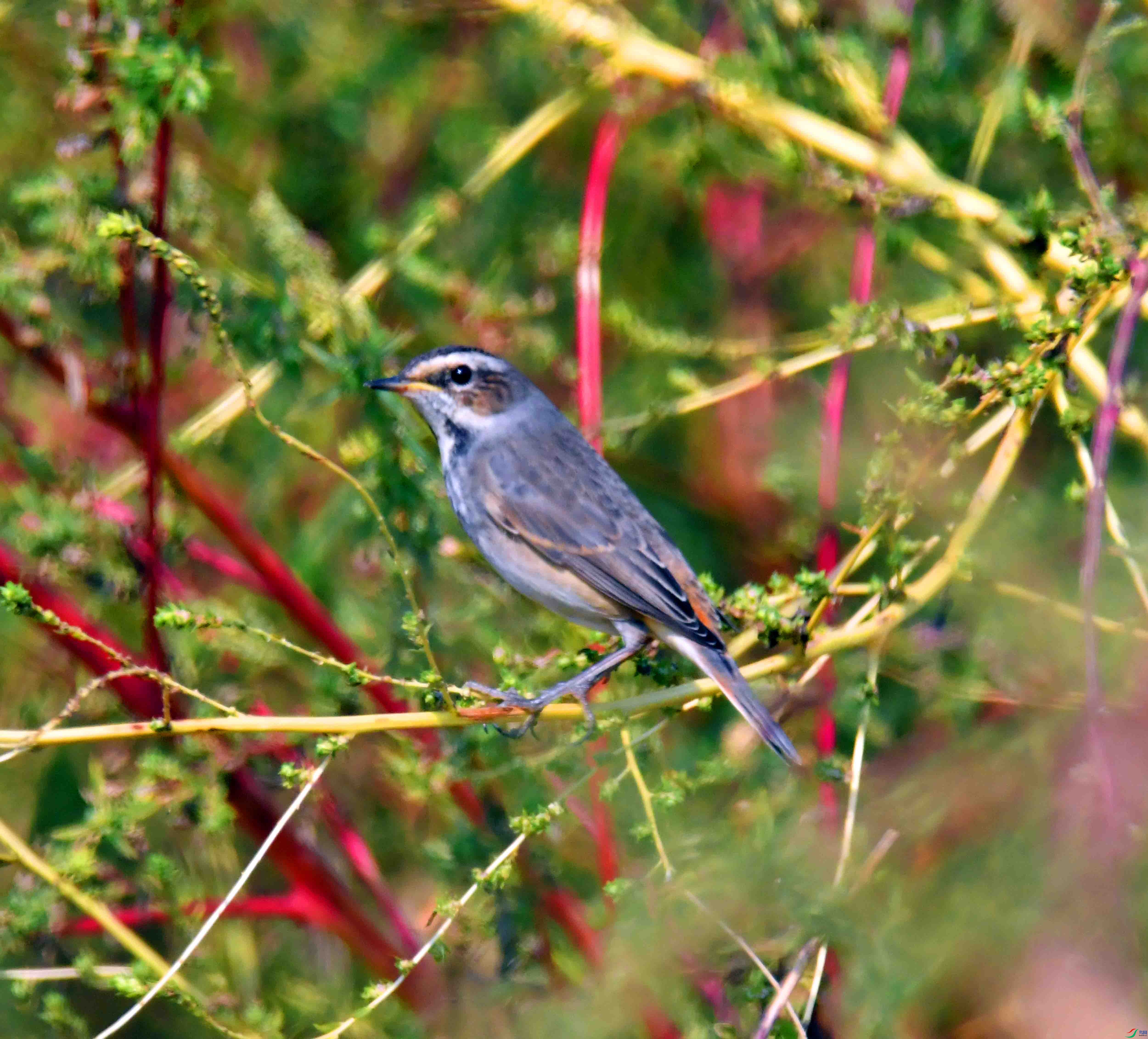 DSC_6642.JPG