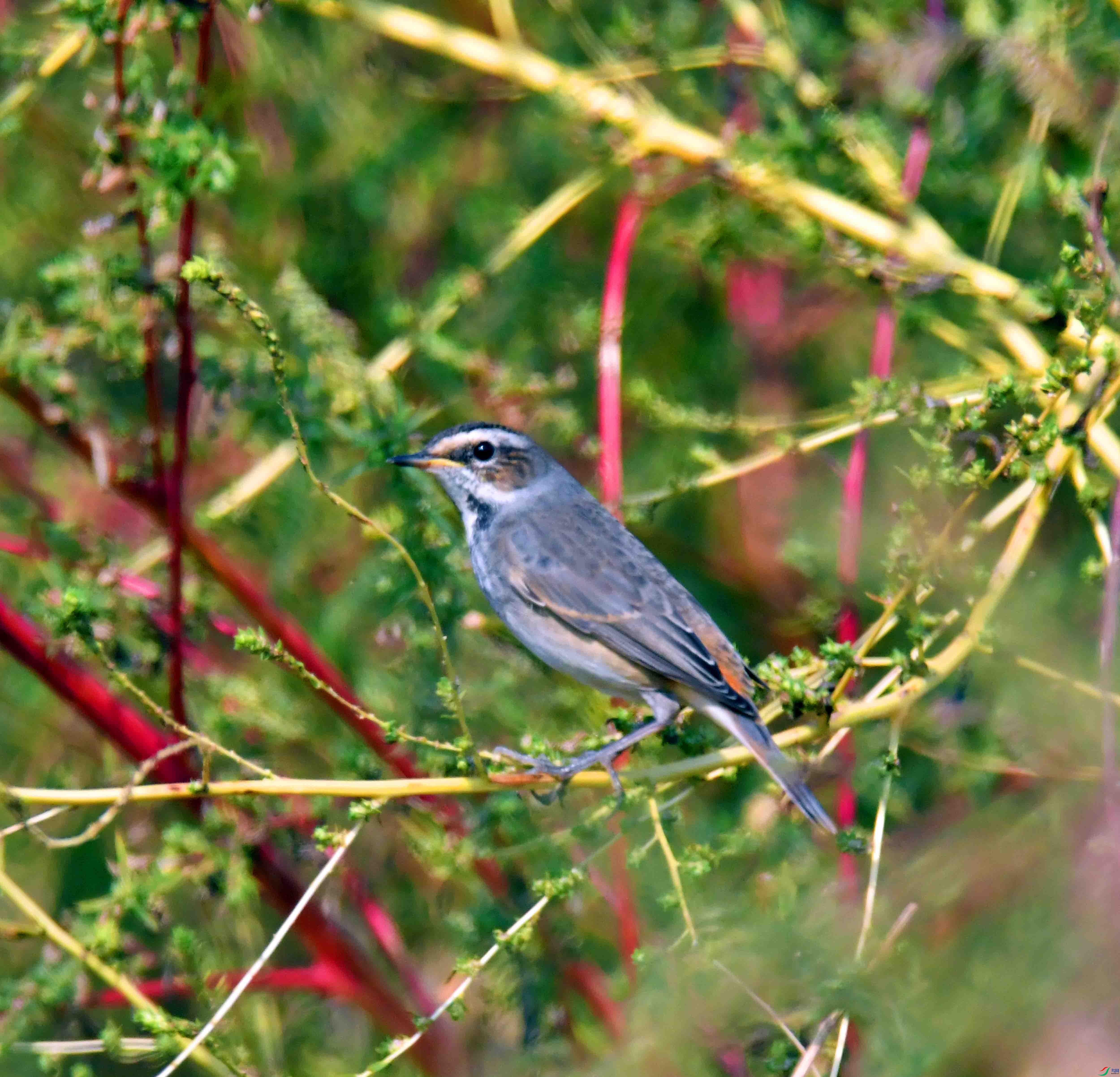 DSC_6641.JPG