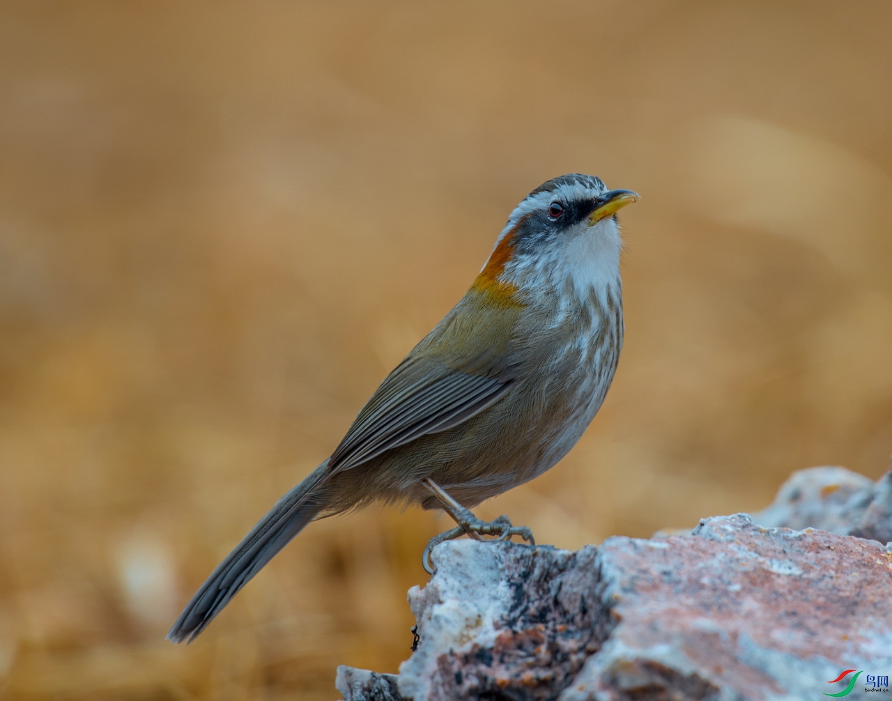 _DSC7902a.jpg