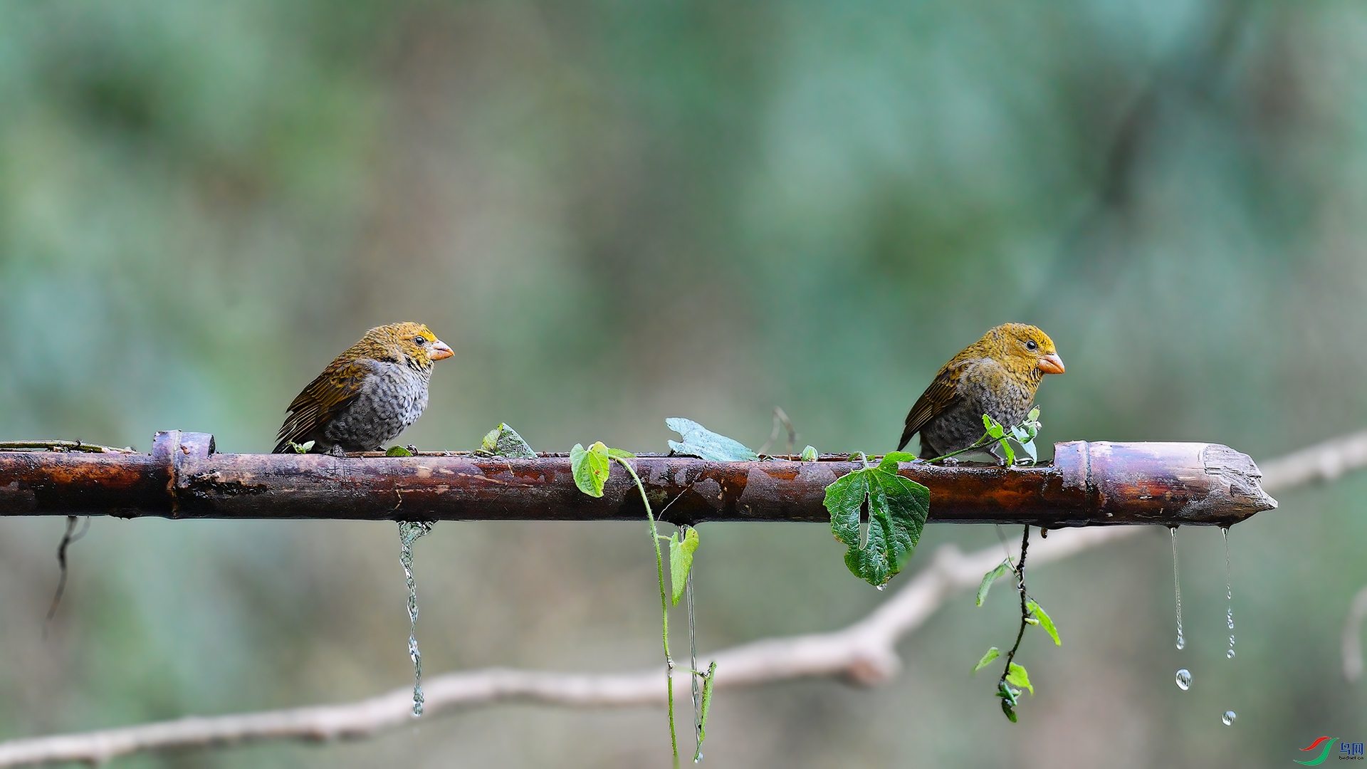 4DSC_8719_DxO.jpga.jpg