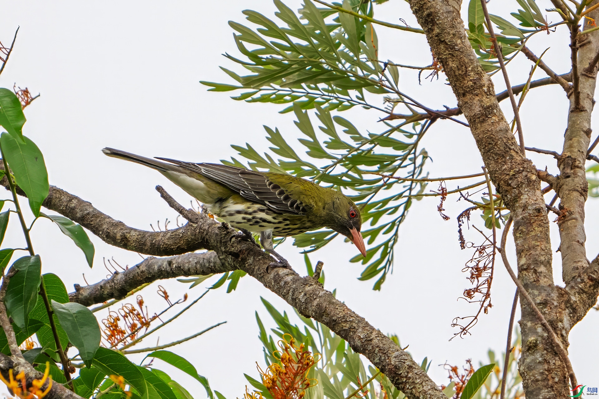 DSC_5585.jpg