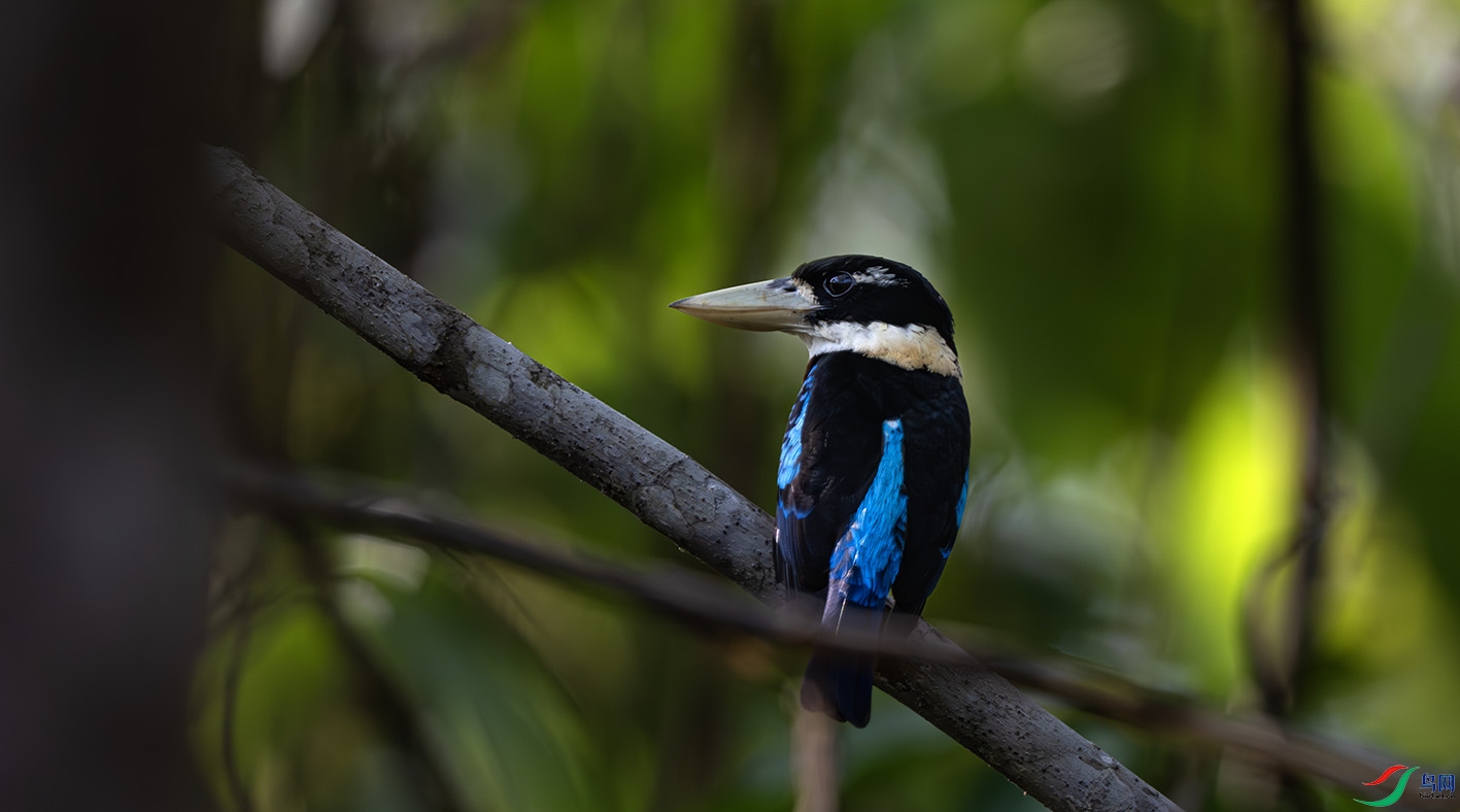 DSC_8851-����ǿ-NR ����.jpg