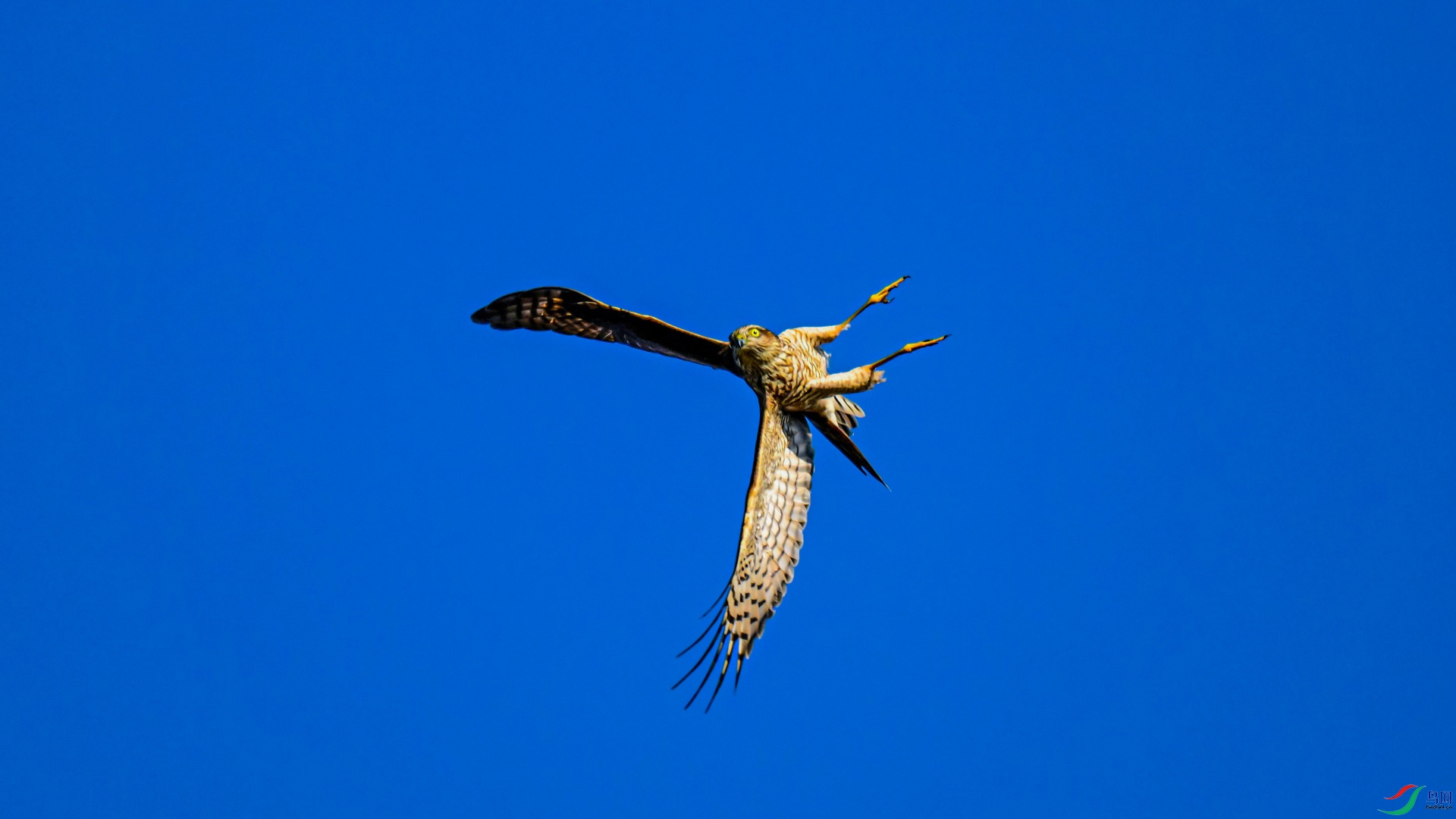 ȸӥ (204)_��ͼ��.jpg