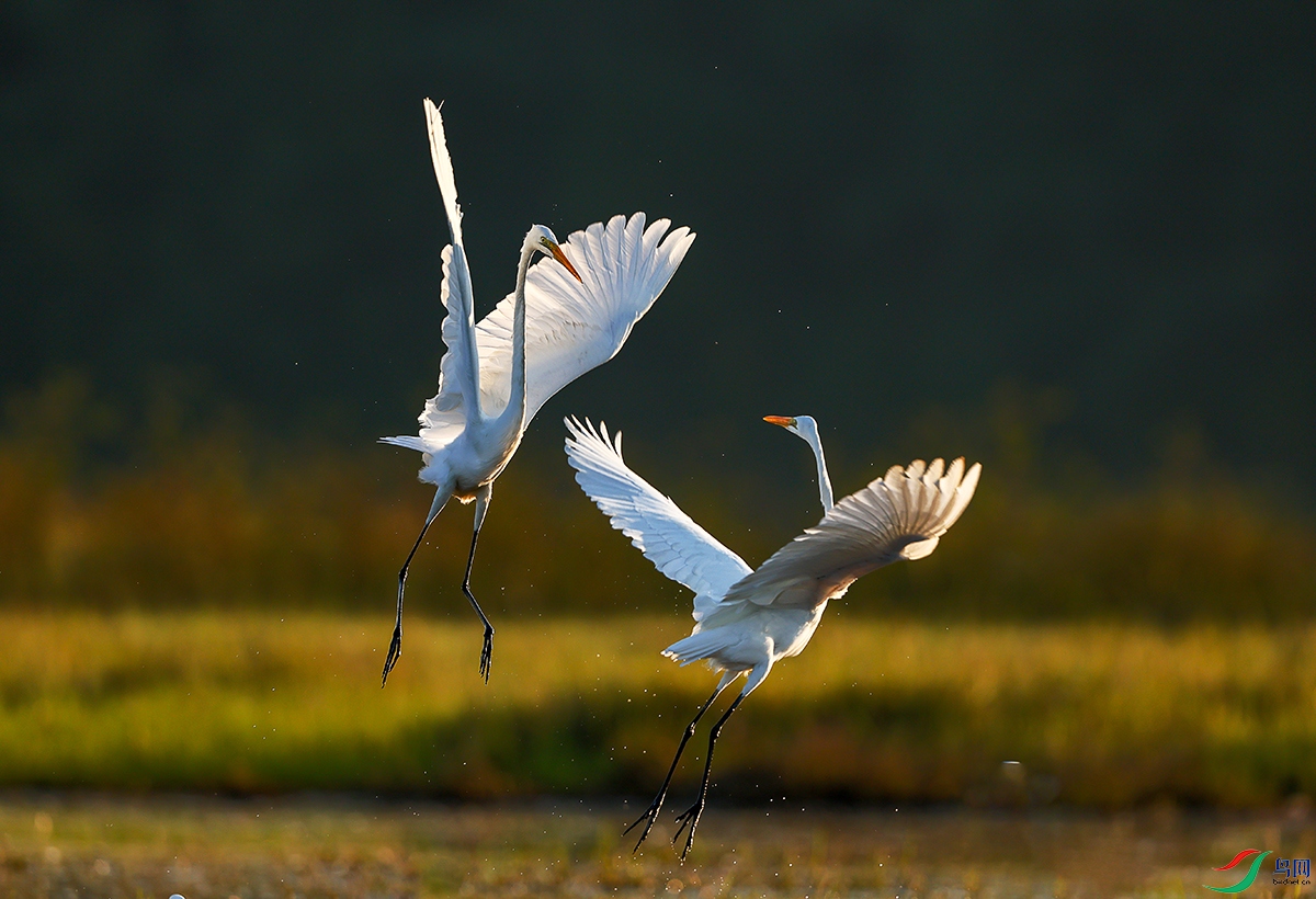 088 ����.jpg