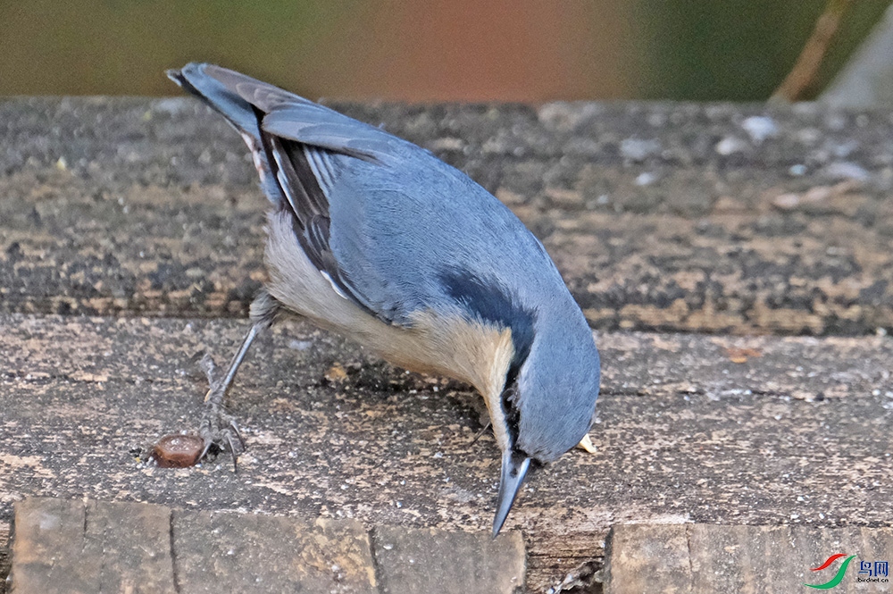 DSCF5243.1.jpg