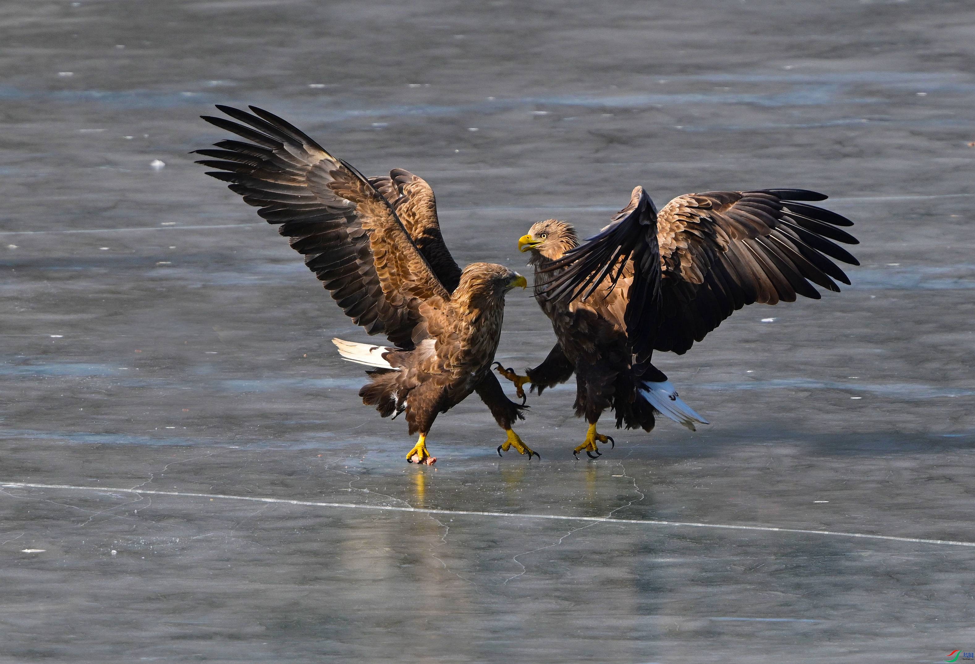 DSC_0083.JPG