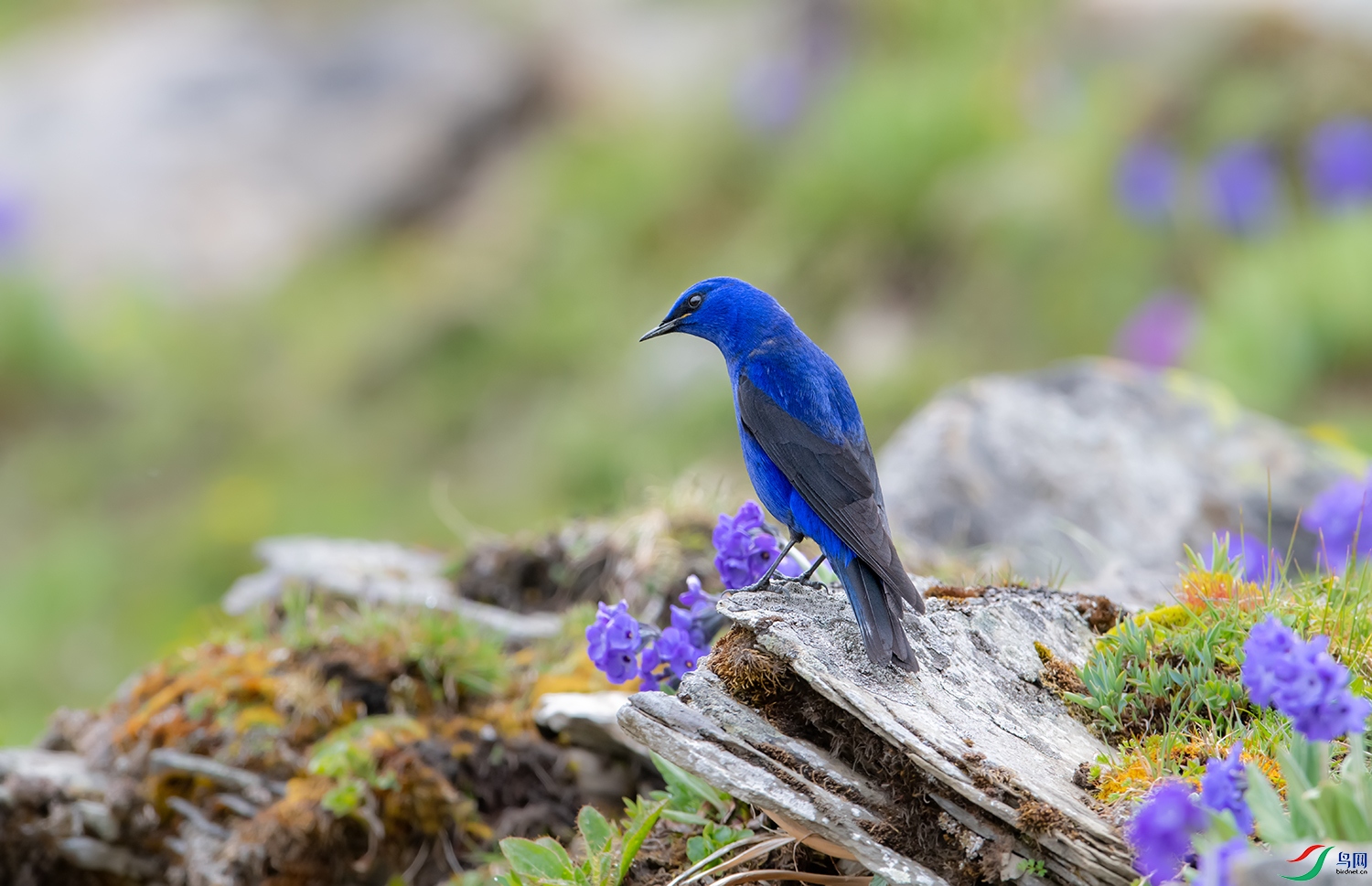 DSC_60011.jpg