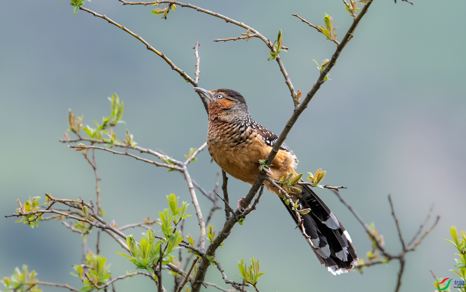 DSC_62051.jpg
