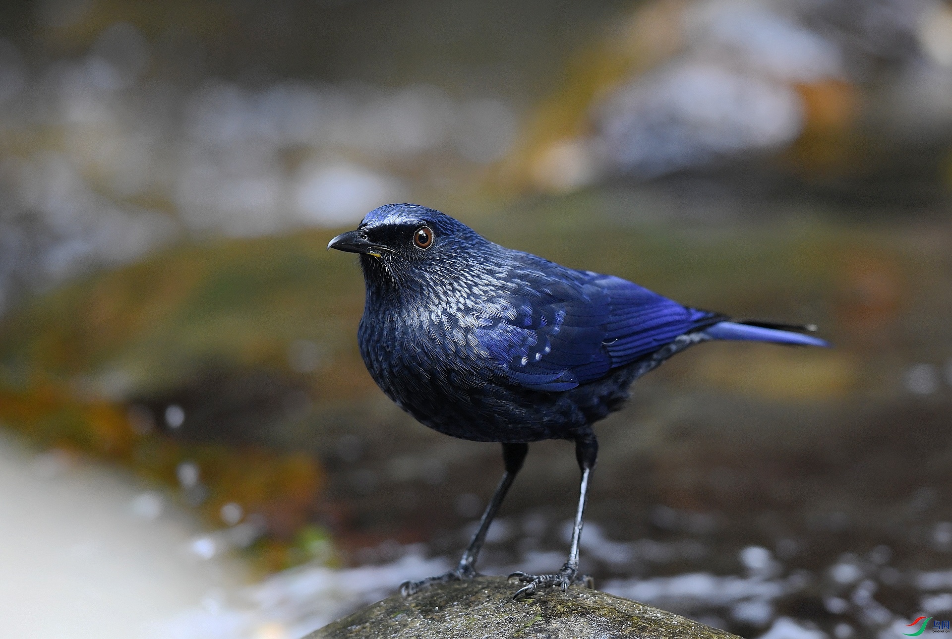 DSC_8088.jpg