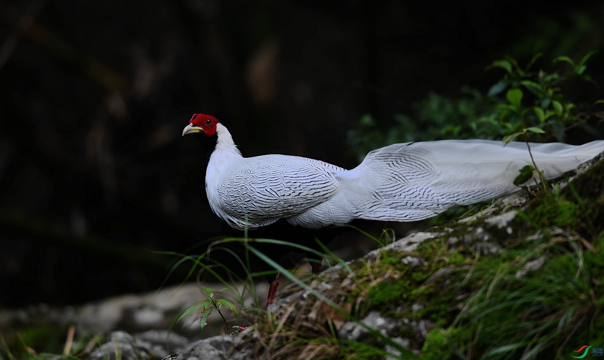 DSC_4617.jpg