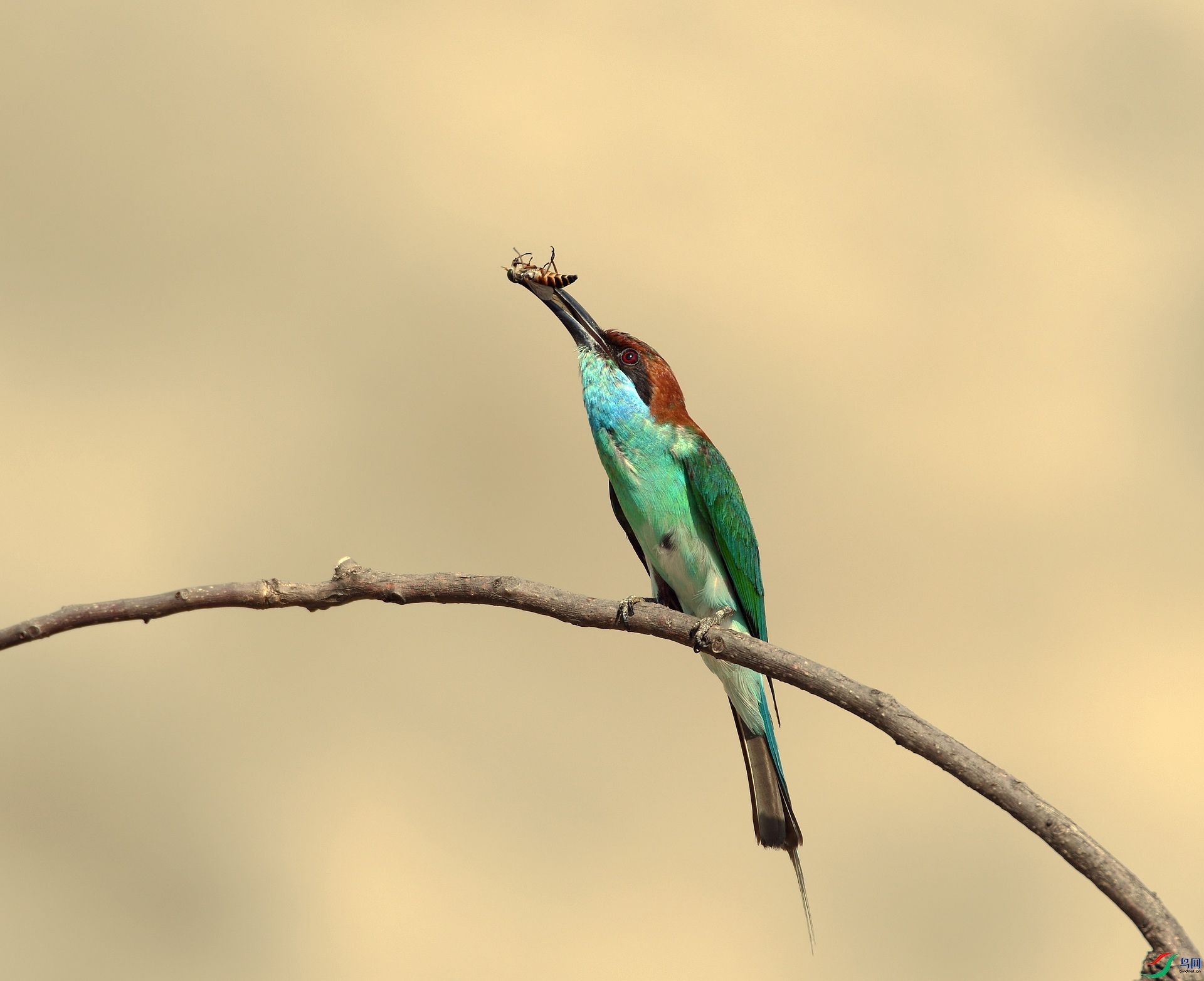 DSC_8595.jpg