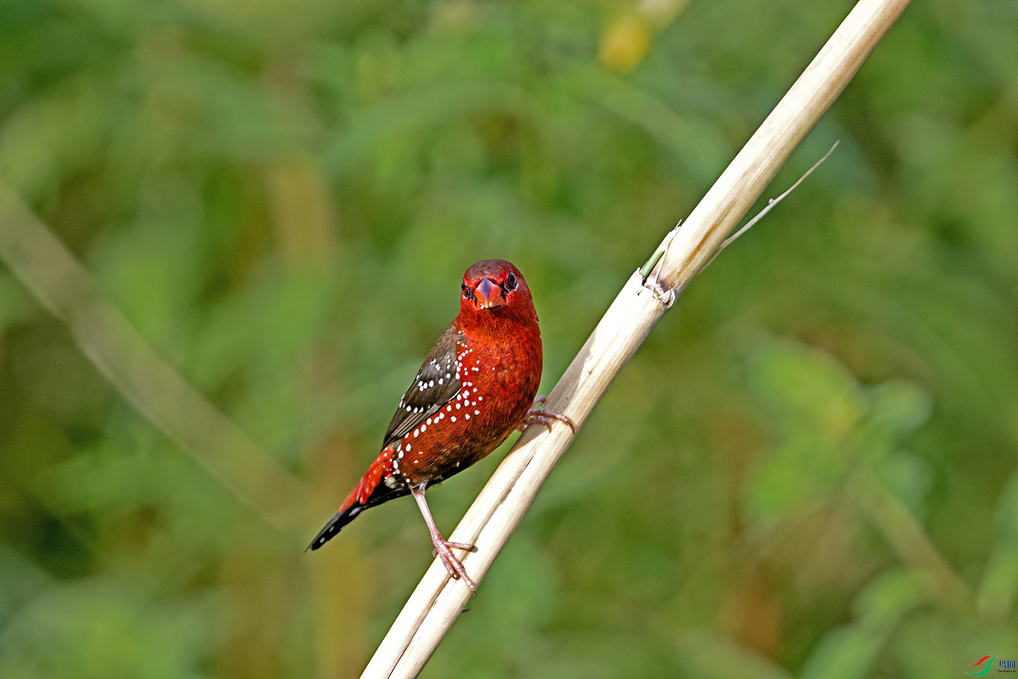 DSC_7011.jpg