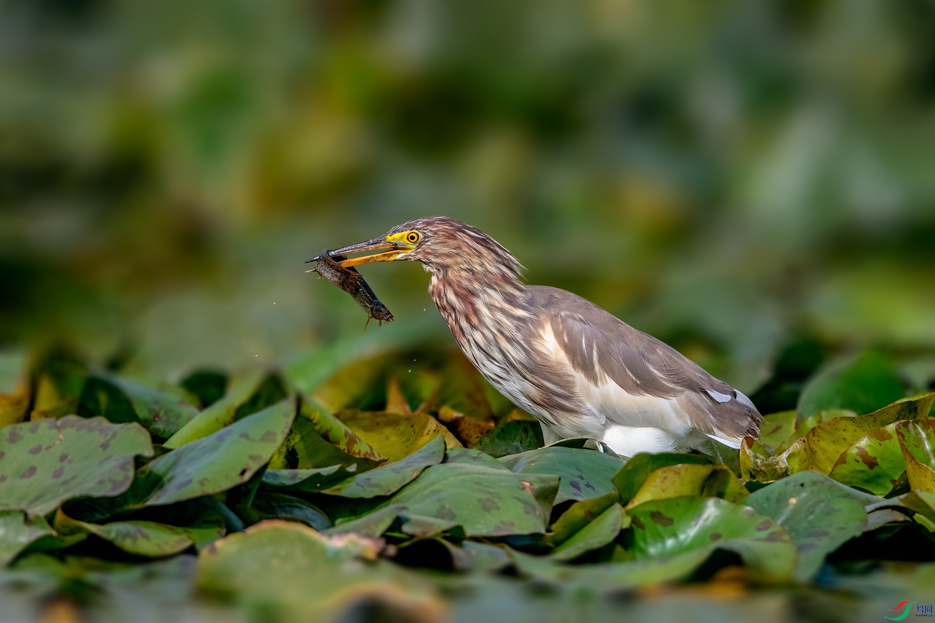 _AUU9748 ����(25.3.21).jpg