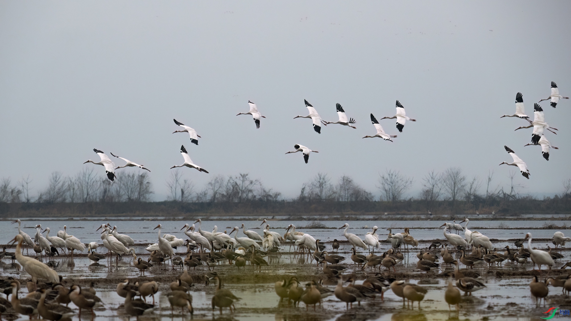 DSC_9952sen2026-2-27-82-�༭.jpg