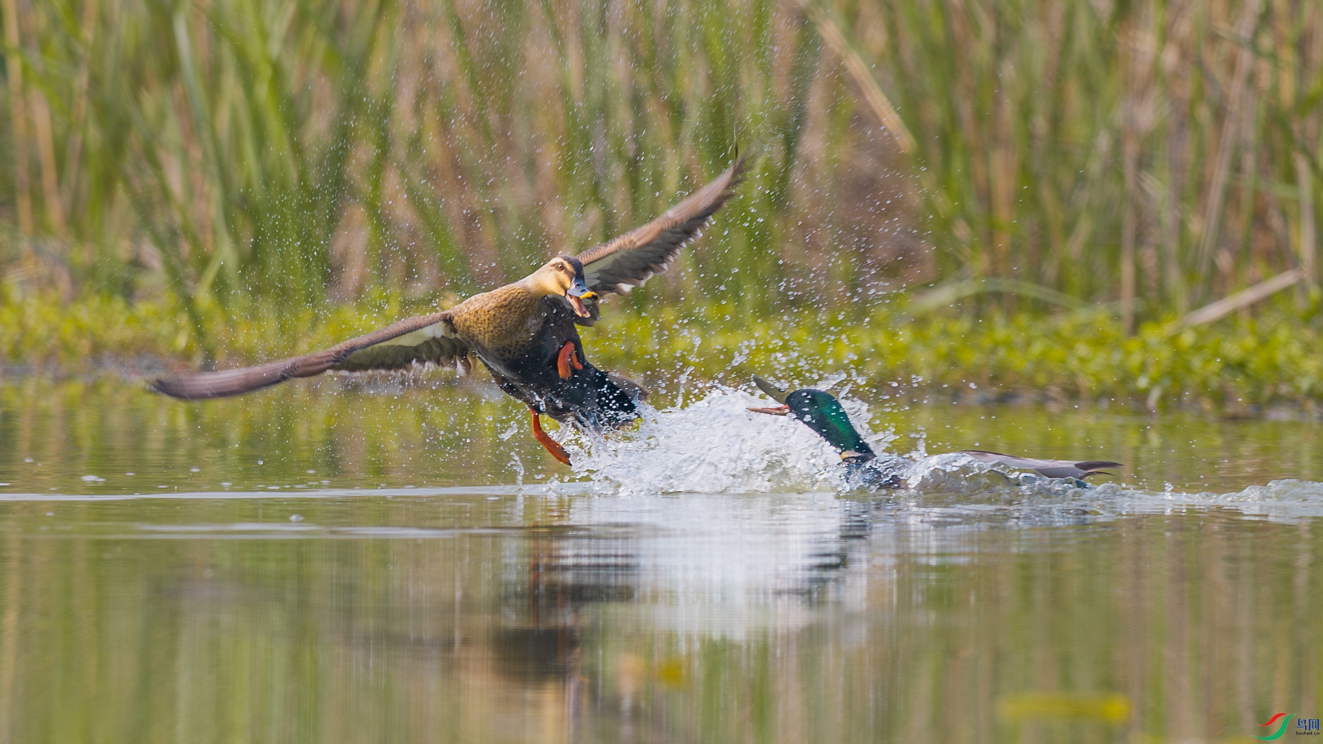_F9A6700 ����.jpg