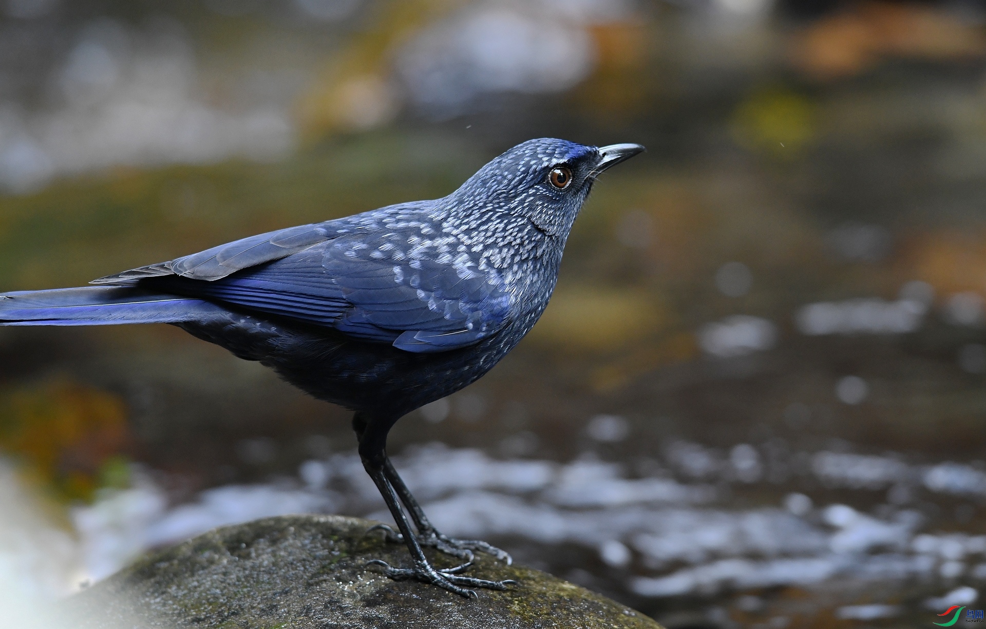 DSC_8095.jpg