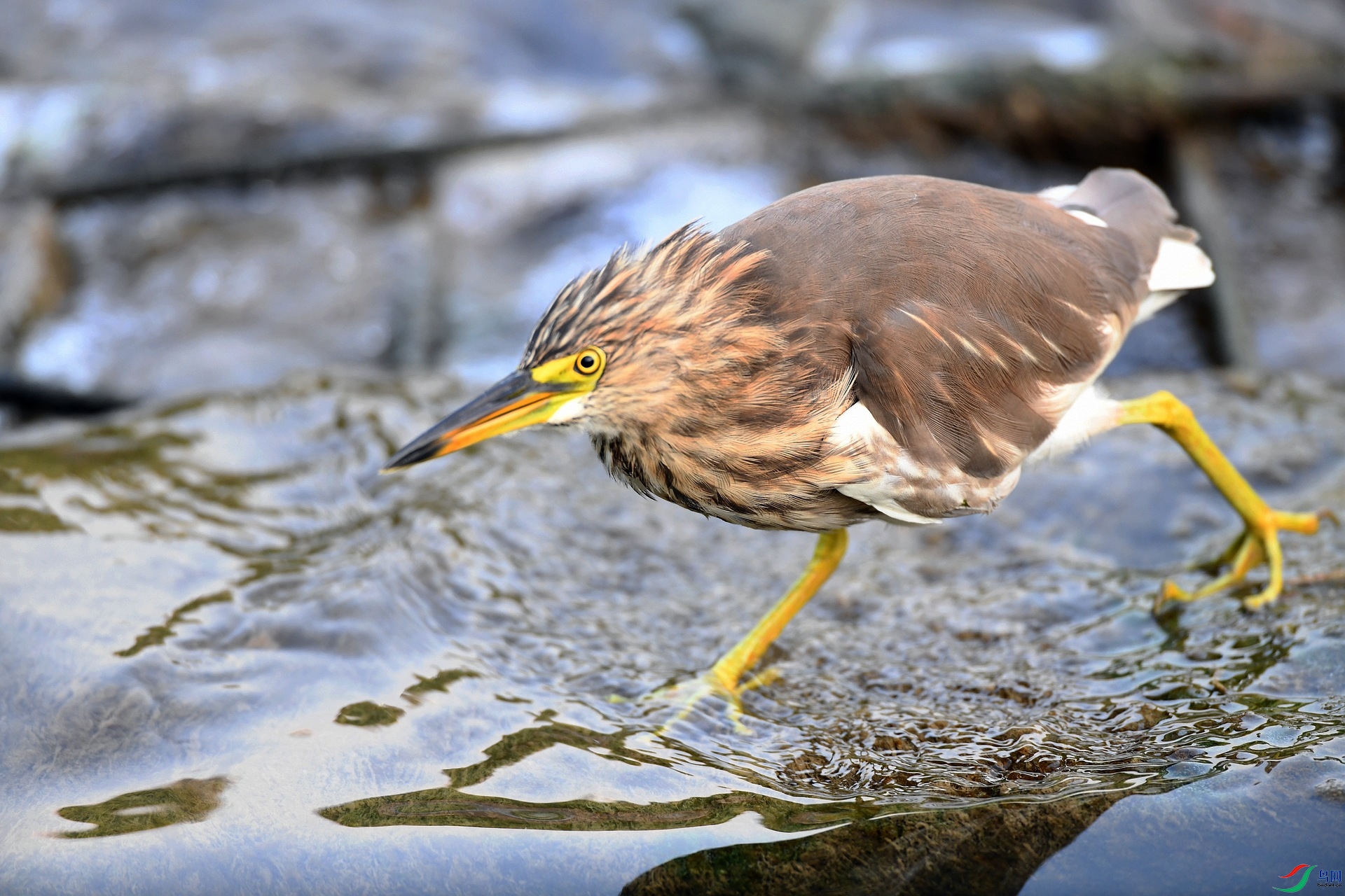 DSC_0959.jpg