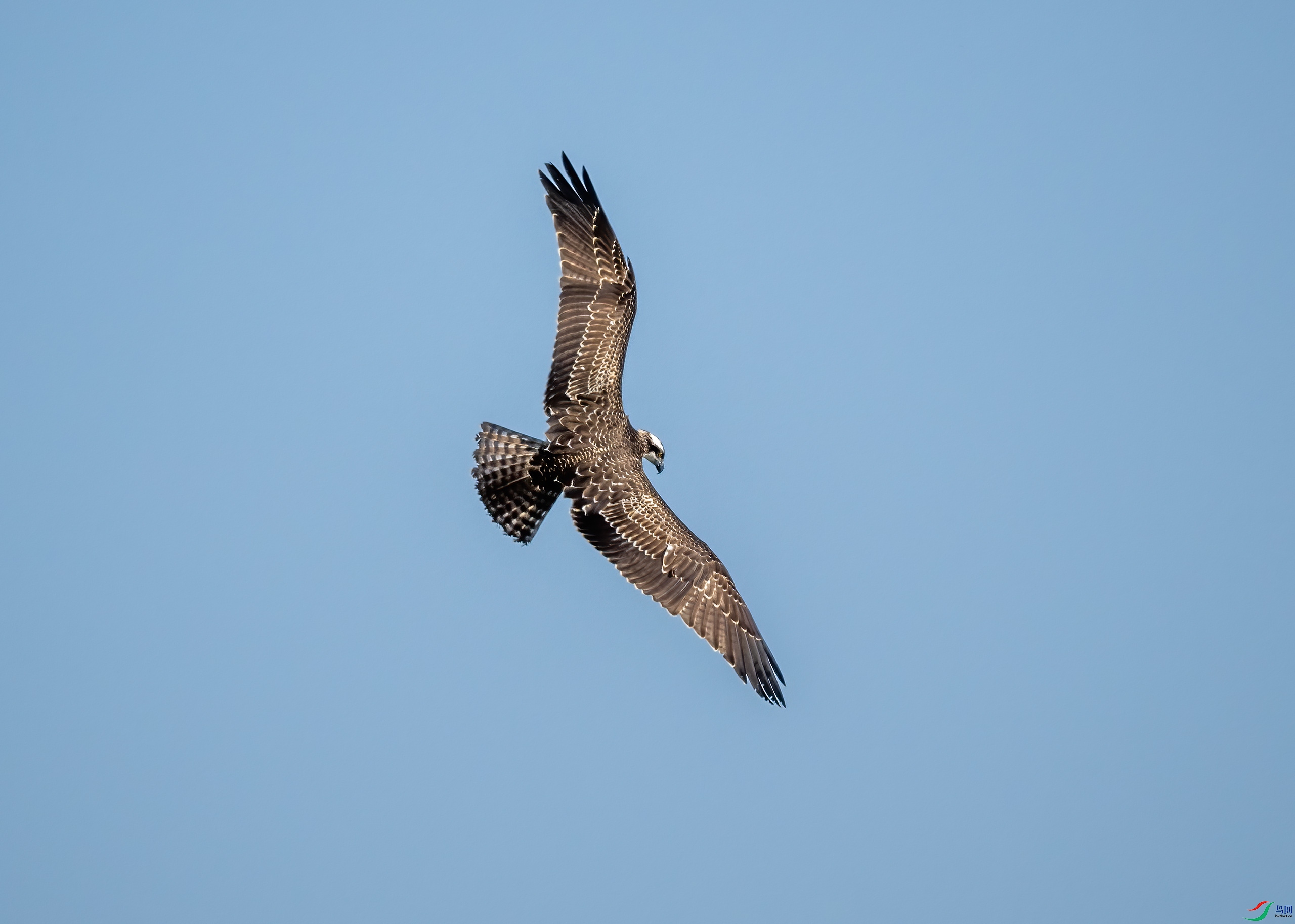 _DSC2162-.jpg