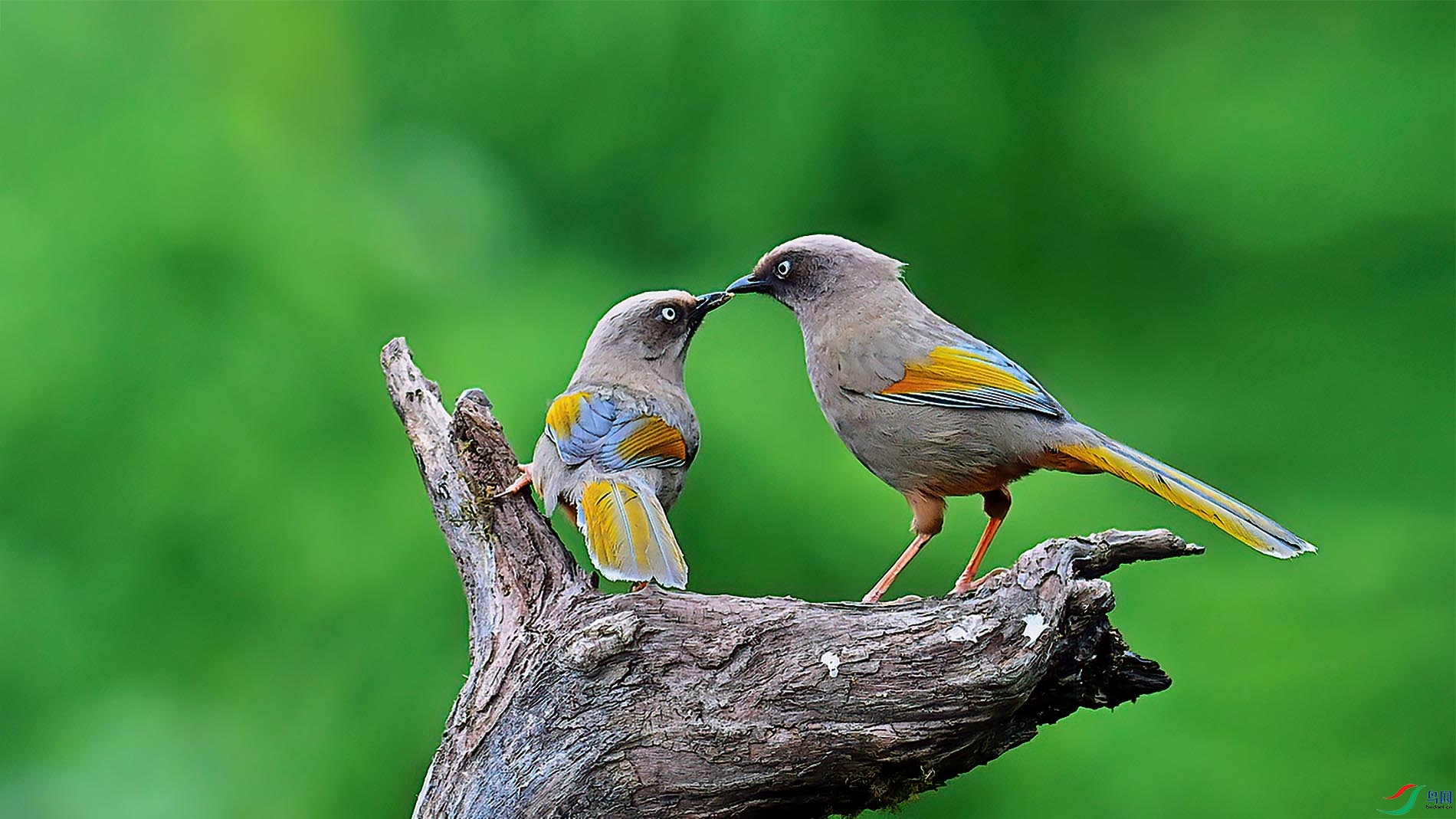 �ȳ����̣���ɽ�ϵġ�С���ӡ�