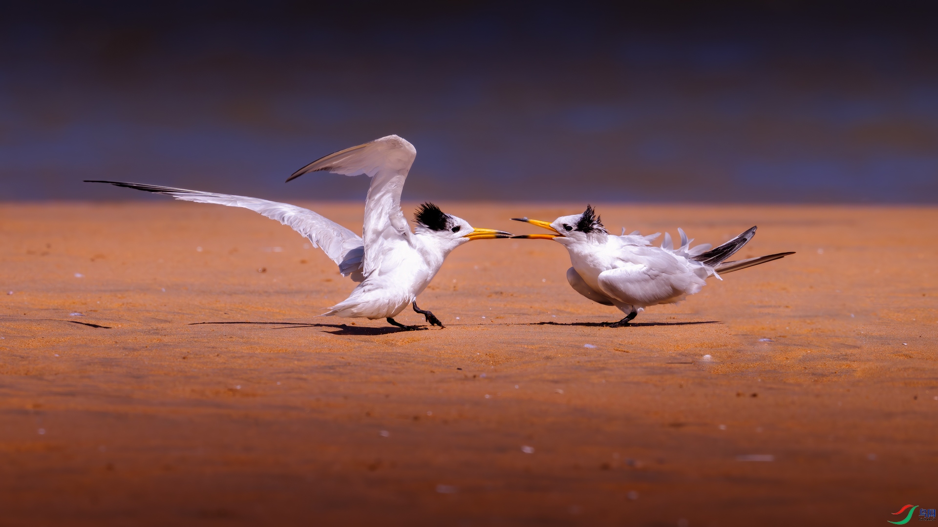 DSC_3432-����ǿ-NR-2.jpg