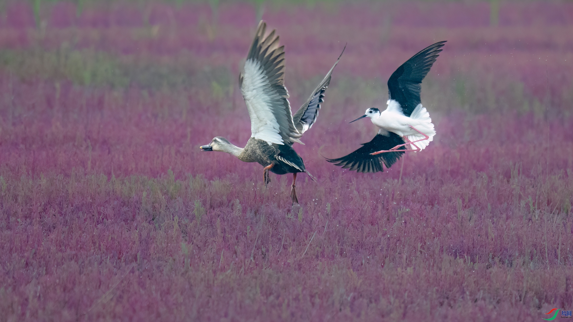 DSC_7422sen2026-6-10-24-�༭-2.jpg