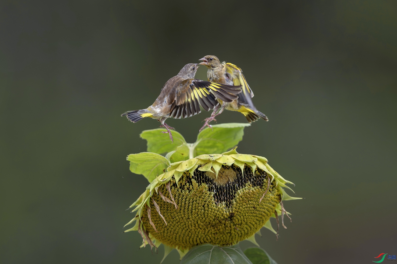 1I9A3678-1ab.jpg