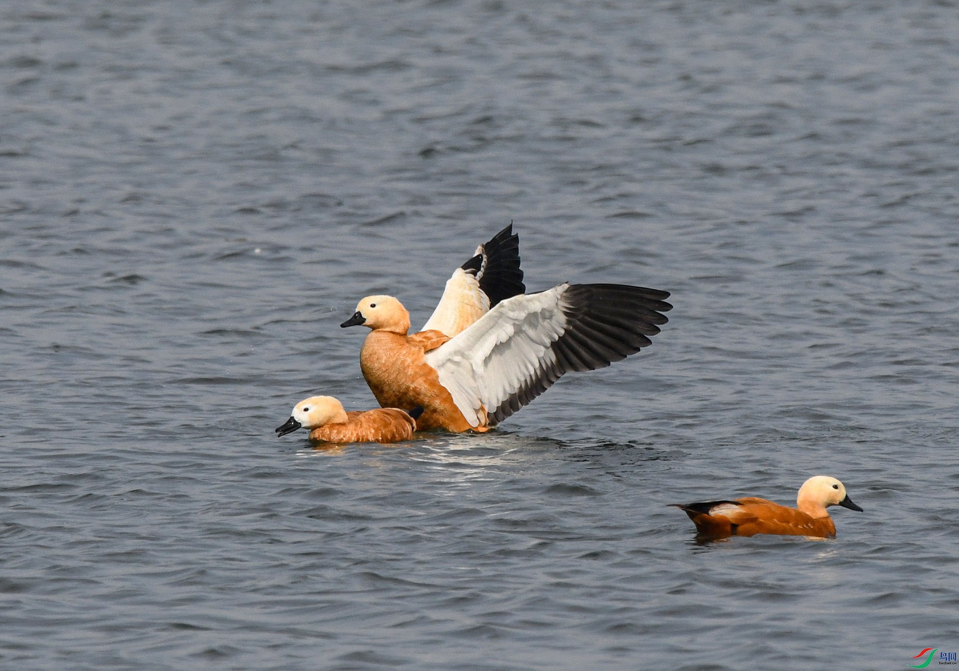 DSC_3820_��ͼ��.jpg