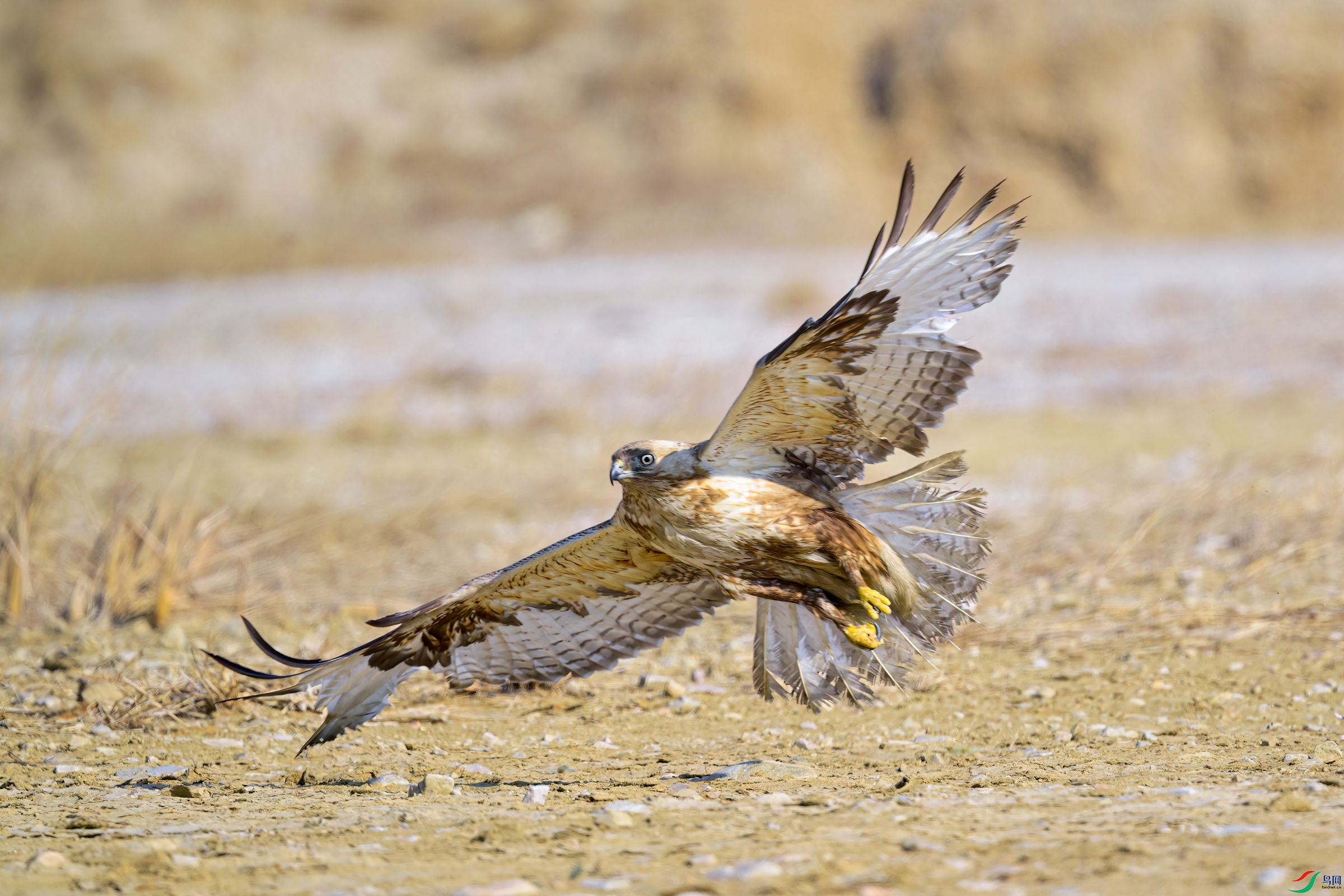 _DSC7042x.jpg