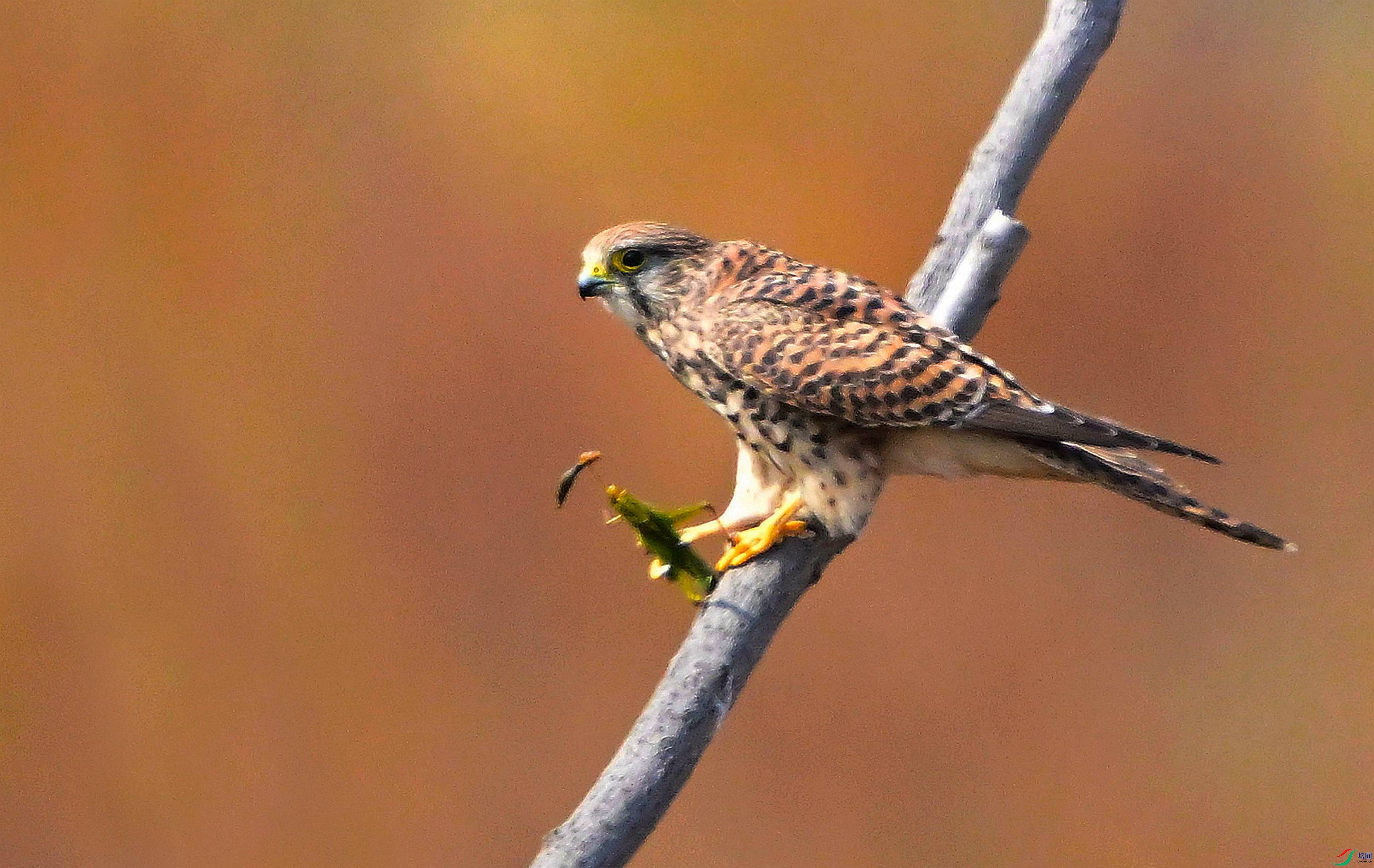 DSC_8470.JPG