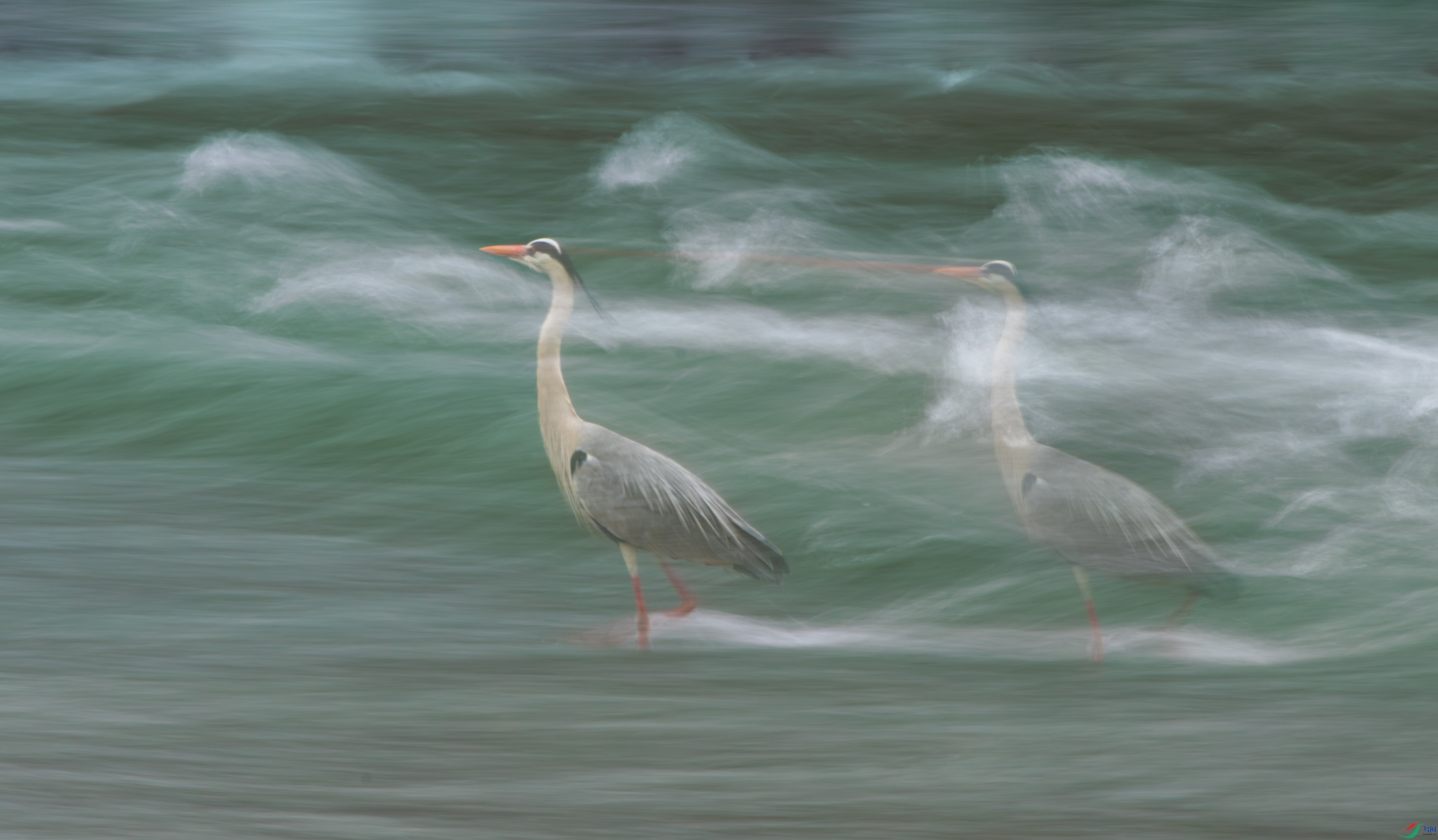 DSC_2440-1.jpg
