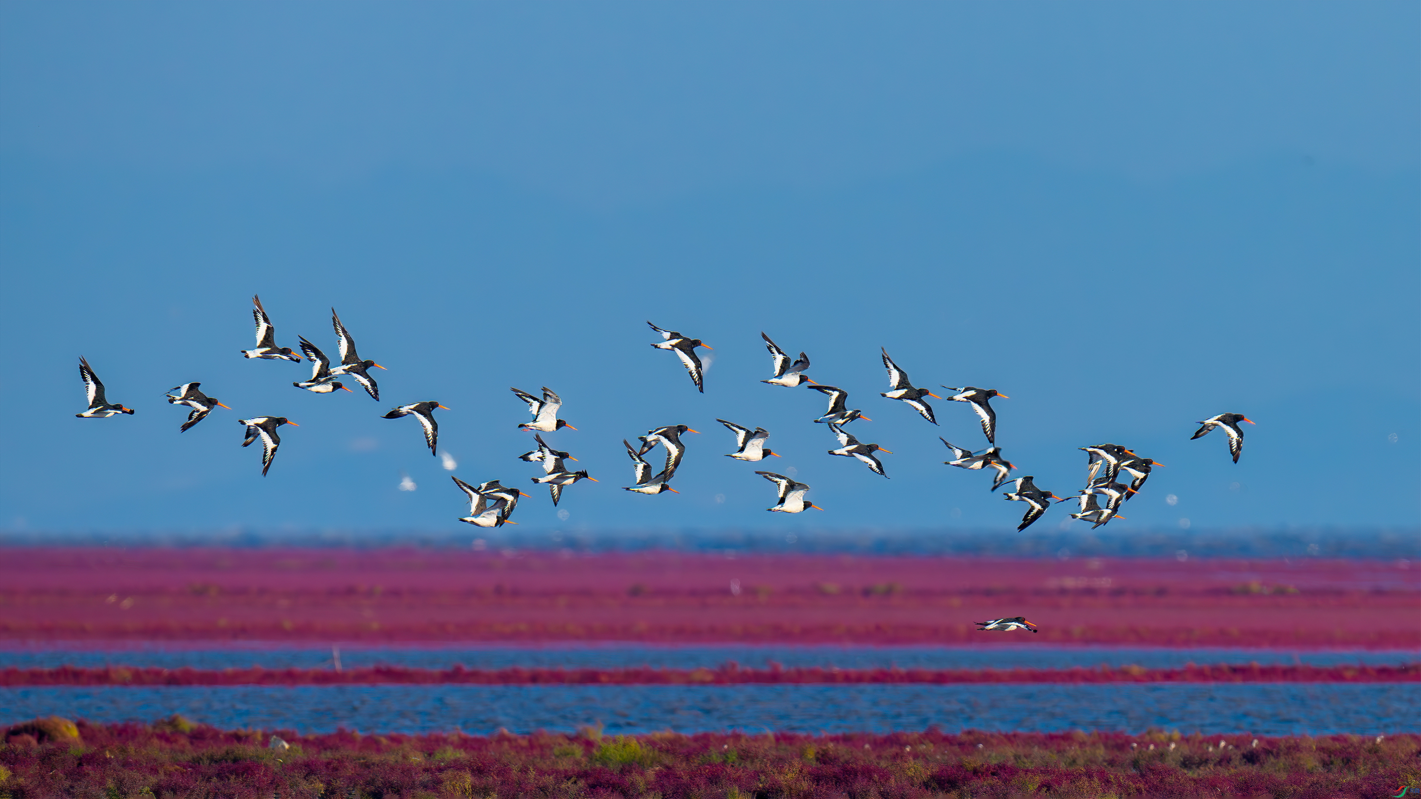 DSC_8752-����ǿ-NR_����.jpg