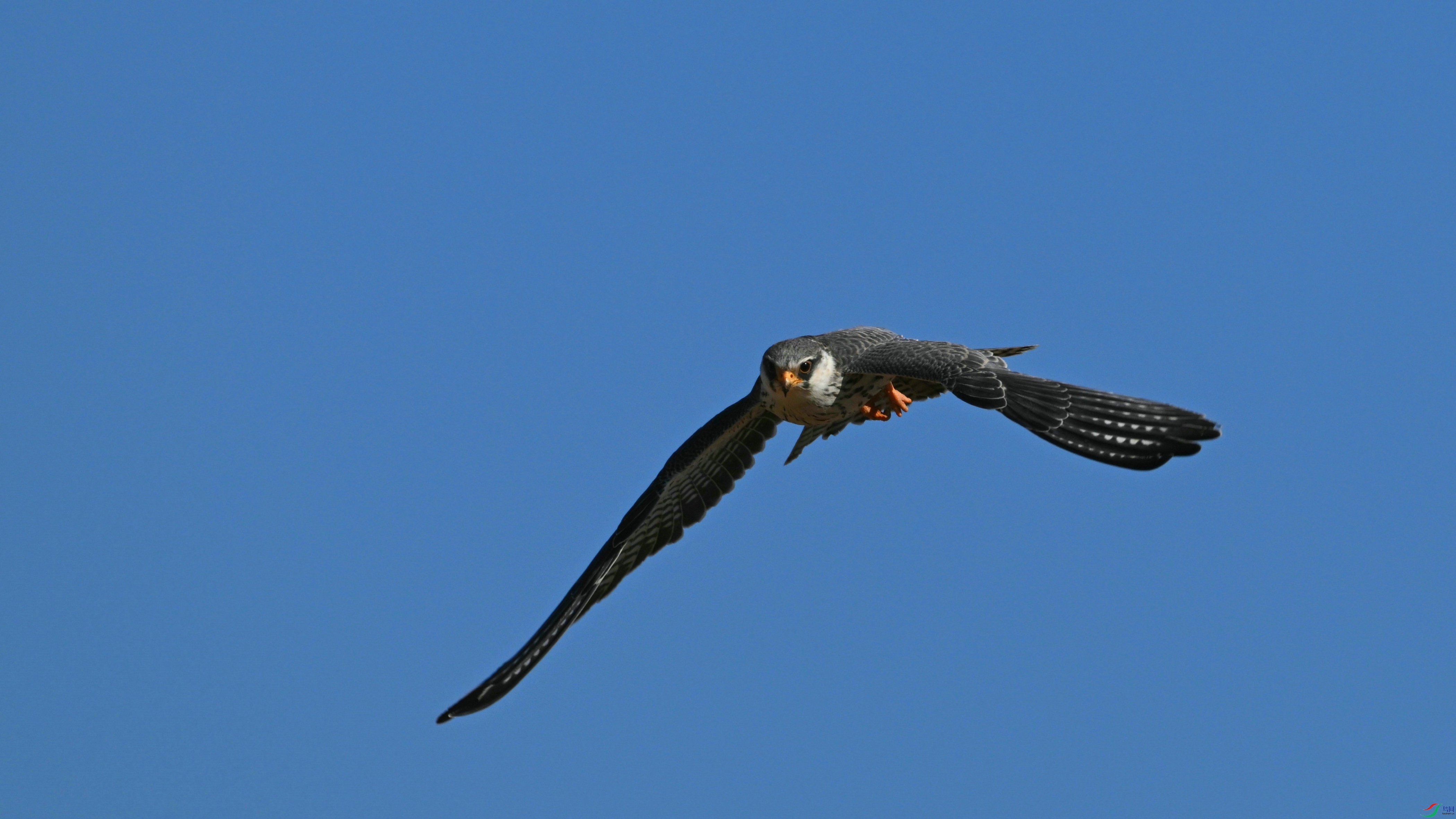 DSC_7104.JPG
